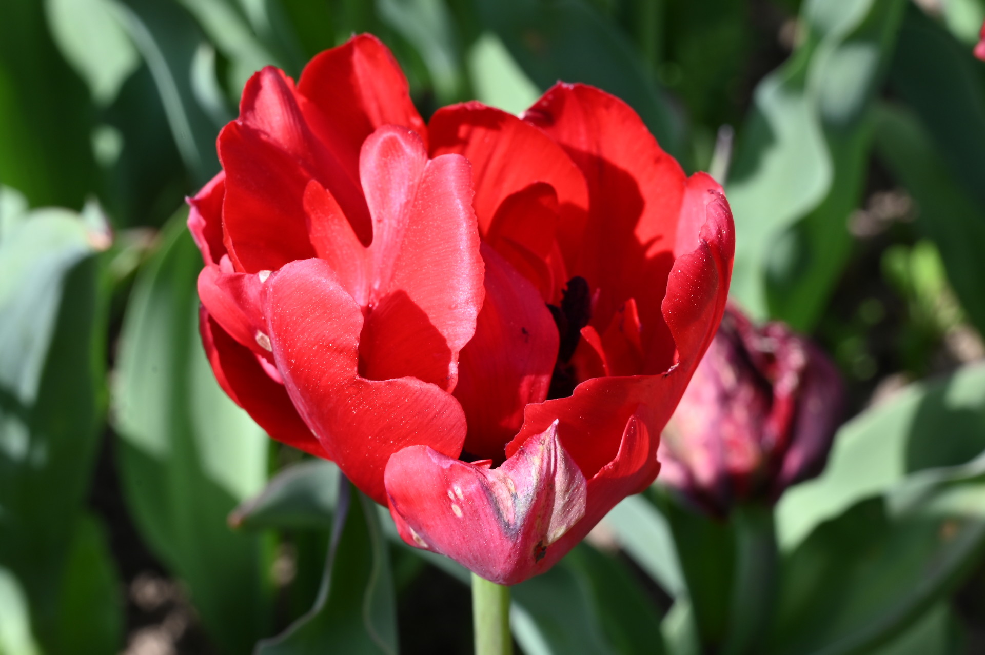Nahaufnahme einer gefüllten frühen Tulpe Scarlet Verona mit leuchtend roter, üppiger Blüte vor grünem Laub