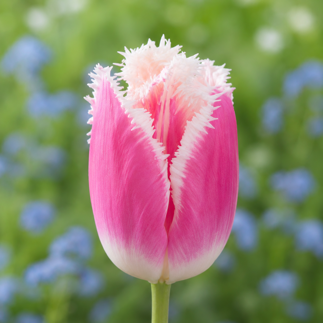 Crispa-Tulpen Hawaii