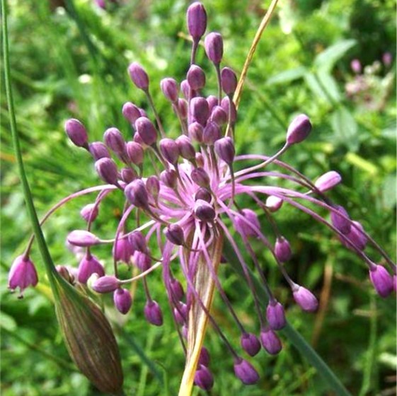 Allium carinatum ssp. pulchellum