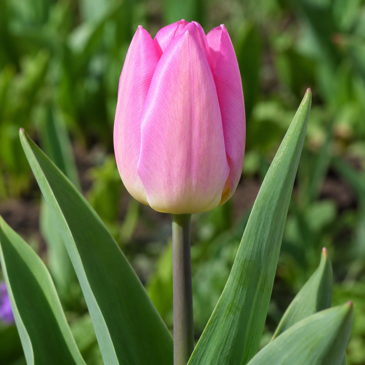Einfache frühe Tulpen Light Pink Prince