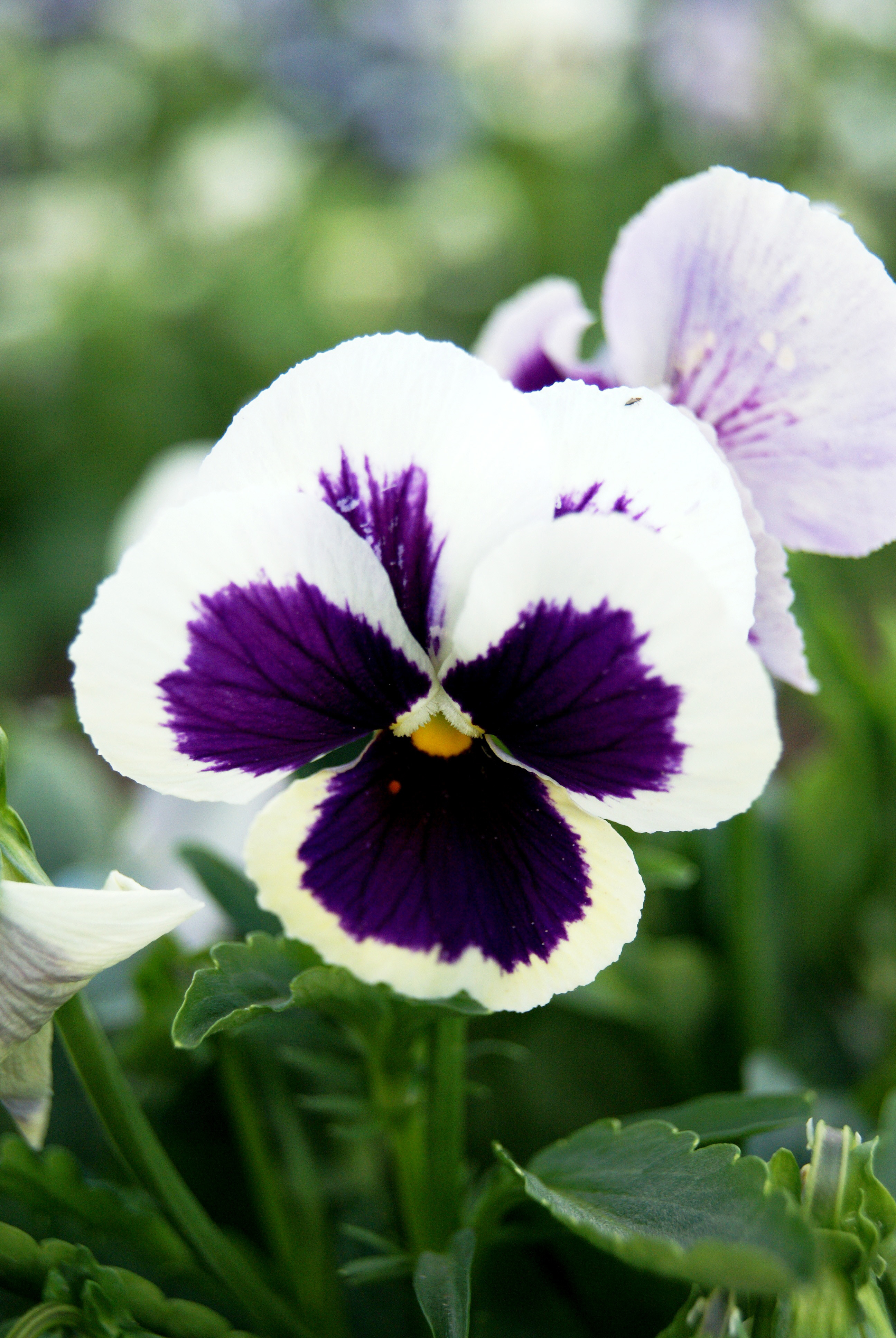 95760_Viola Swiss Giants Silverbride Nahaufnahme eines weißen Stiefmütterchens (Hornveilchen) mit markanter violett-dunkler Zeichnung in der Blütenmitte, gelbem Punkt im Zentrum und grünem Laub im unscharfen Hintergrund