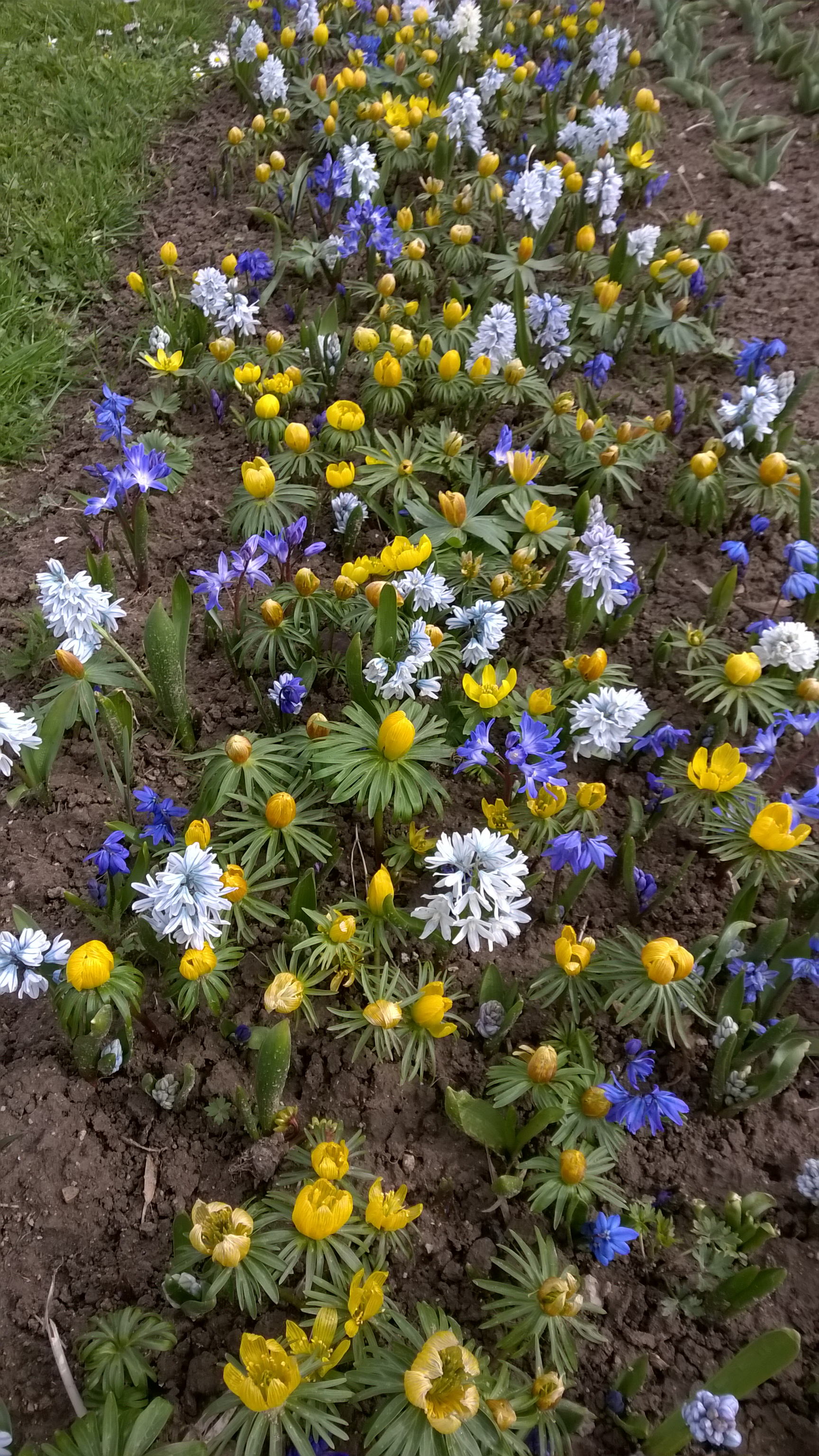Blumenzwiebel-Mischung Imkermischung mit gelben, blauen und weißen Frühjahrsblühern im Beet, ideal als erste Nahrungsquelle für Bienen und Nützlinge ab Februar bis März