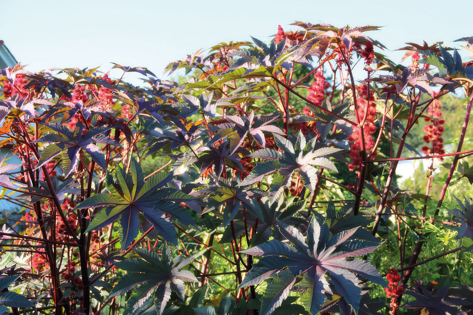 Roter Rhizinus