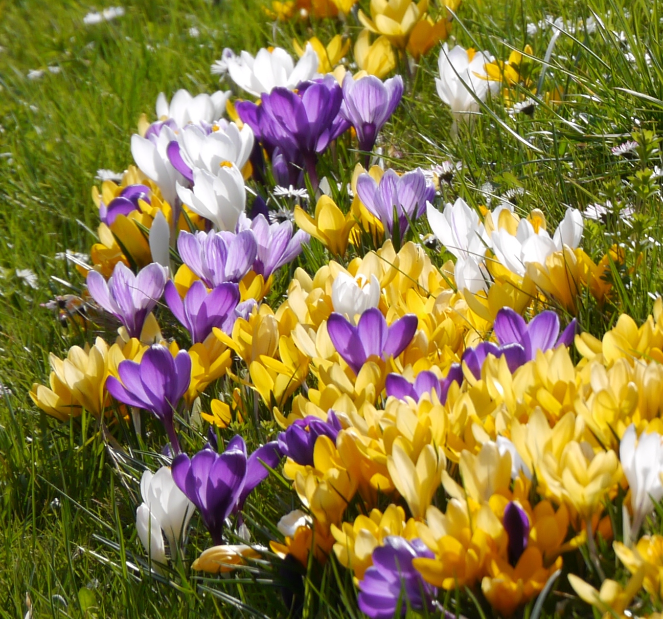 Nahaufnahme von gelben, weißen und lila Krokussen auf einer grünen Wiese