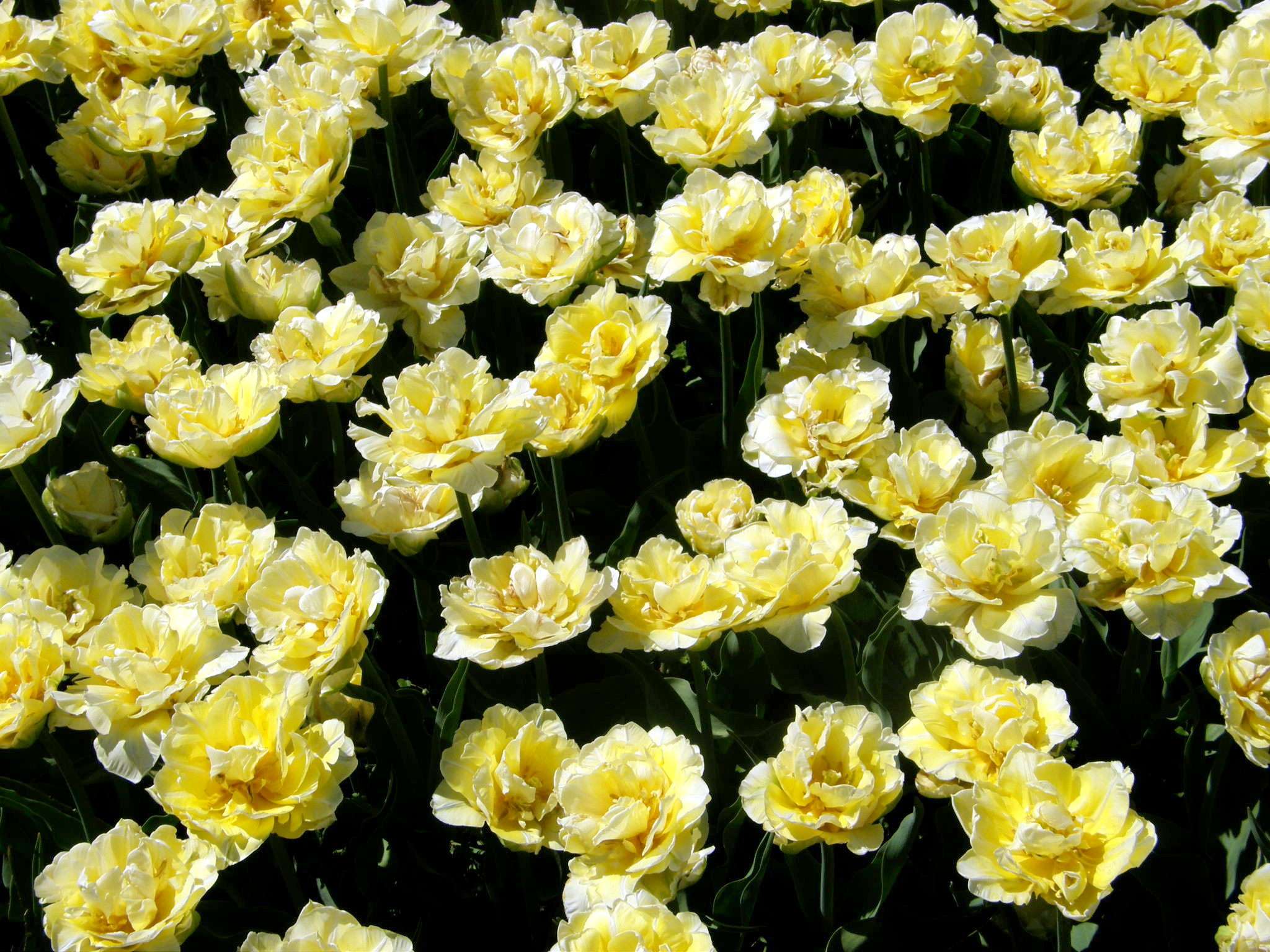 Nahaufnahme eines Beets voller gelber, gefüllter Tulpen mit hellen Blütenrändern