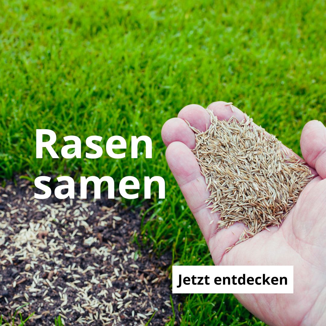 Rasensamen
