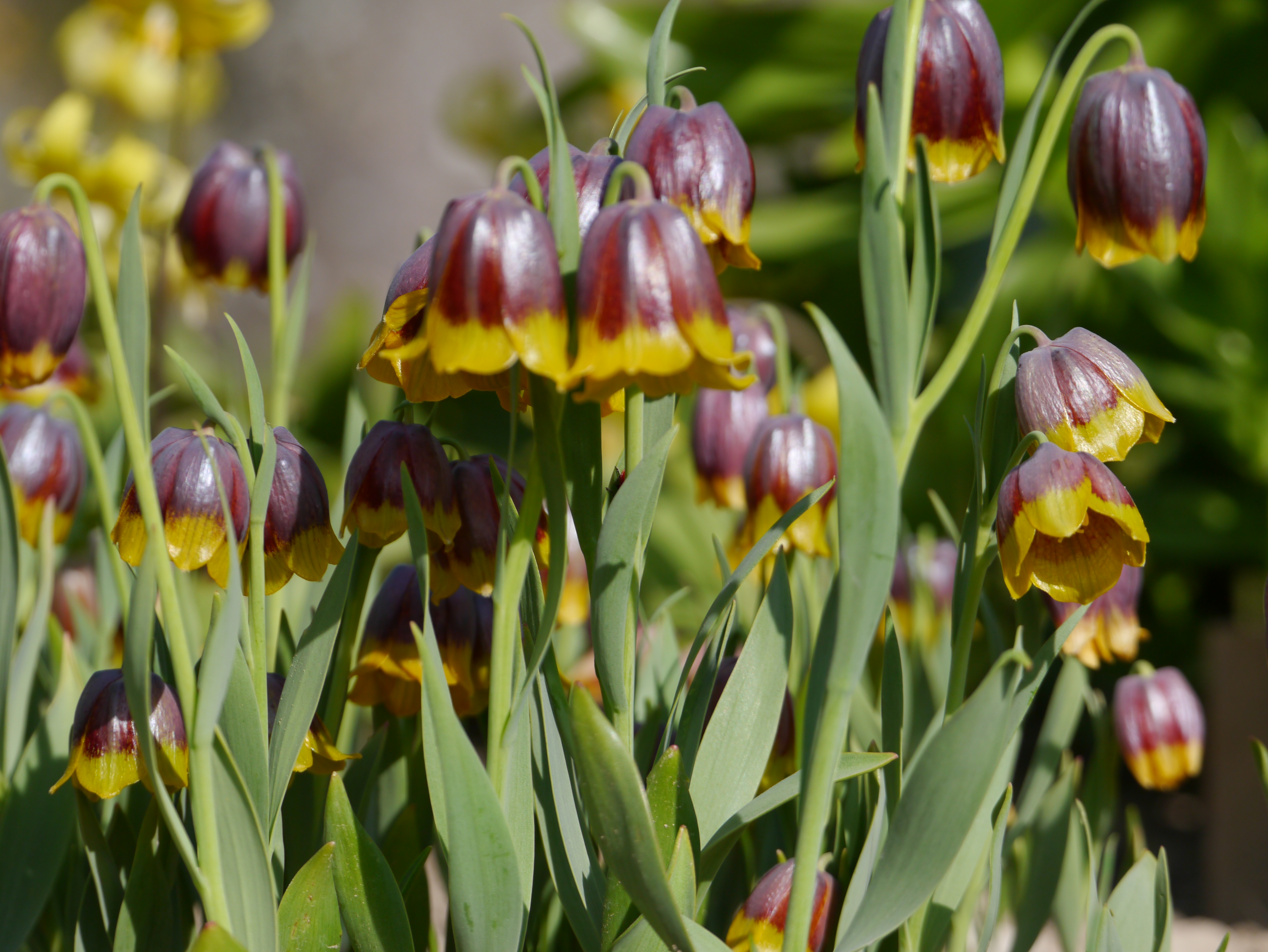 Nahaufnahme gelb-violetter Fritillaria-Glockenblumen mit hängenden Glöckchen und schmalen grünen Blättern im Beet