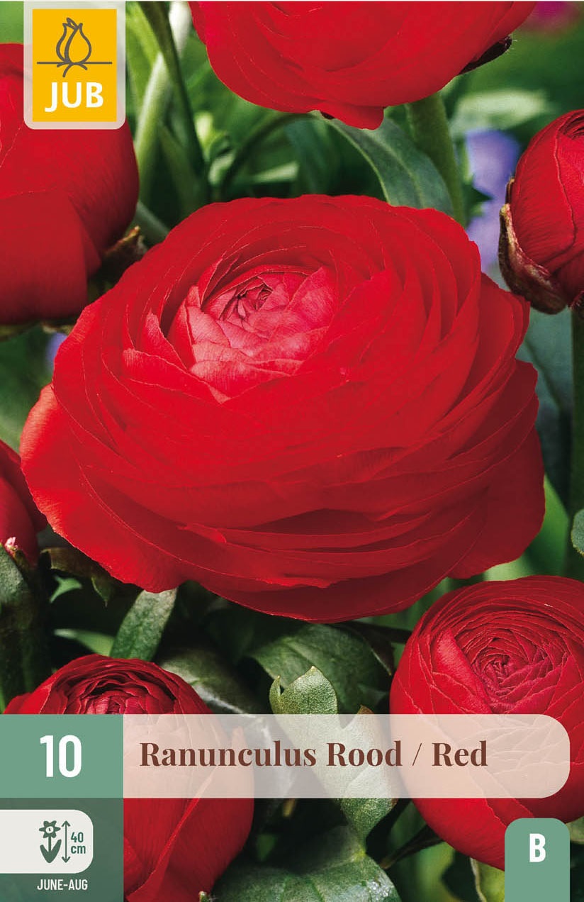 Nahaufnahme der Ranunculus asiaticus Rot mit großen, gefüllten, päonienähnlichen roten Blüten – ideal für Beet, Vase und als beliebte Schnittblume