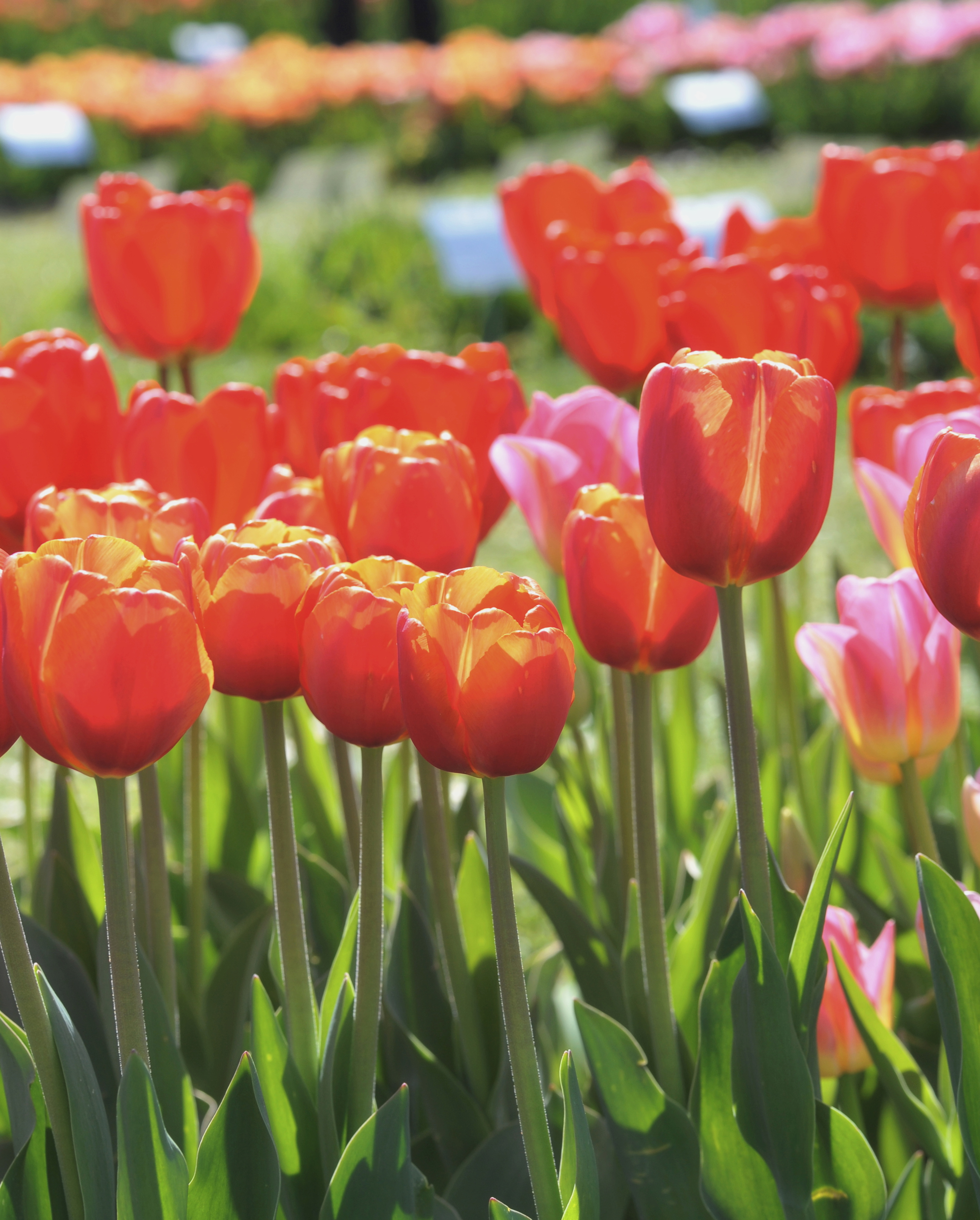 Nahaufnahme von roten und rosa Tulpen in einem sonnigen Blumenbeet, lange grüne Stiele und Blätter