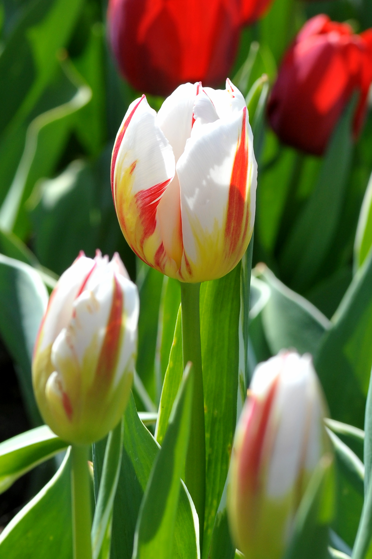 52179_Triumph-Tulpen Happy Generation Nahaufnahme einer weiß-rot-gelb gestreiften Tulpe mit grünem Laub und unscharfen roten Tulpen im Hintergrund