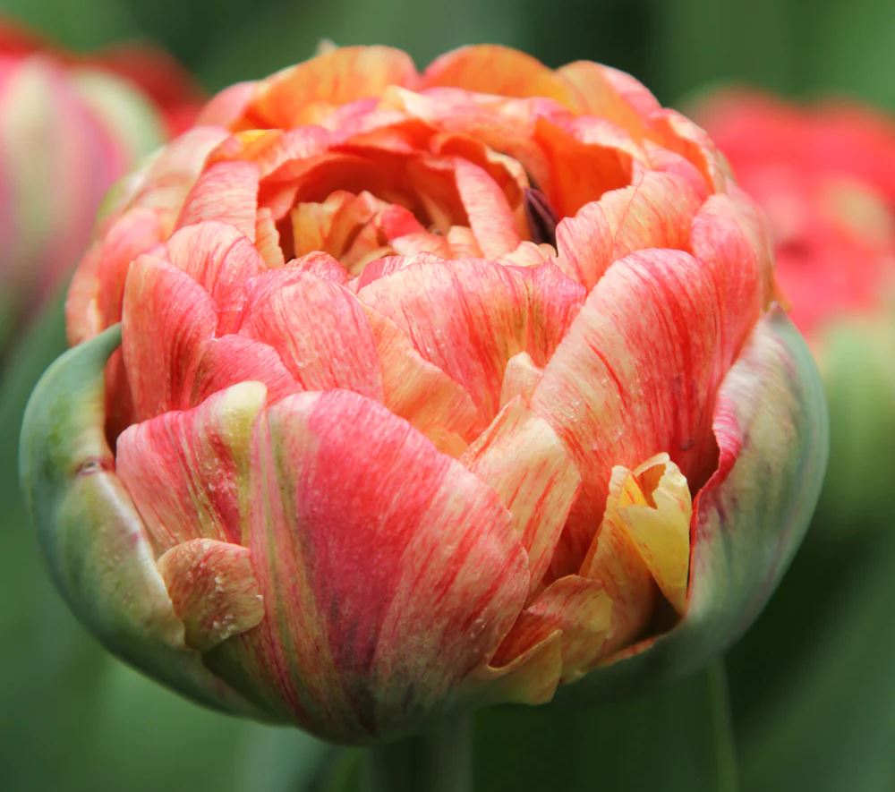 Nahaufnahme der gefüllten späten Tulpe Gudoshnik Double mit großer, pfingstrosenartiger Blüte in Buttergelb, Koralle und Himbeere – ideal als Farbtupfer für Garten und Vase