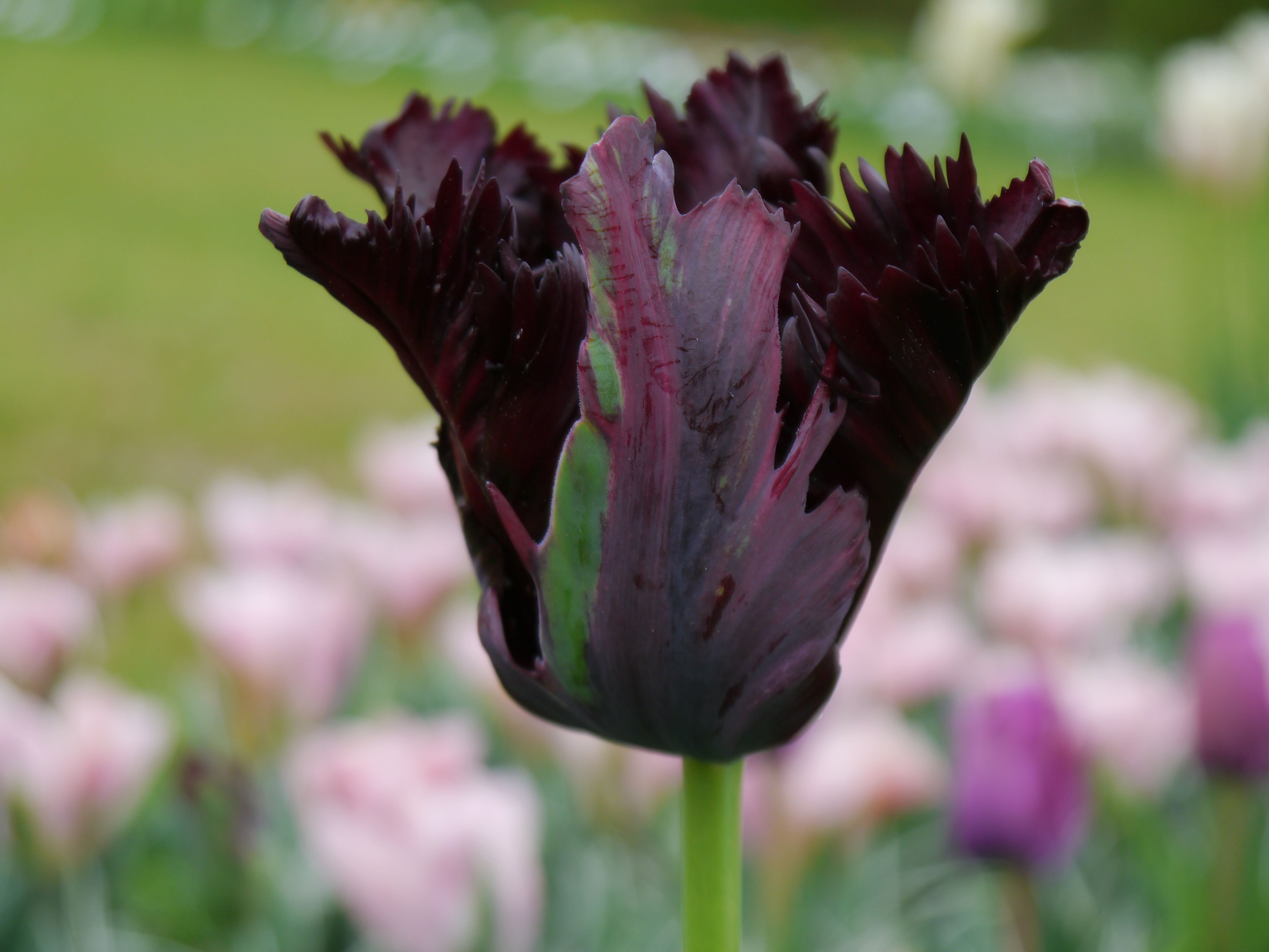 Nahaufnahme einer dunkelvioletten bis schwarzen, gefransten Tulpe (Papageientulpe) vor unscharfem Hintergrund mit rosa und violetten Tulpen