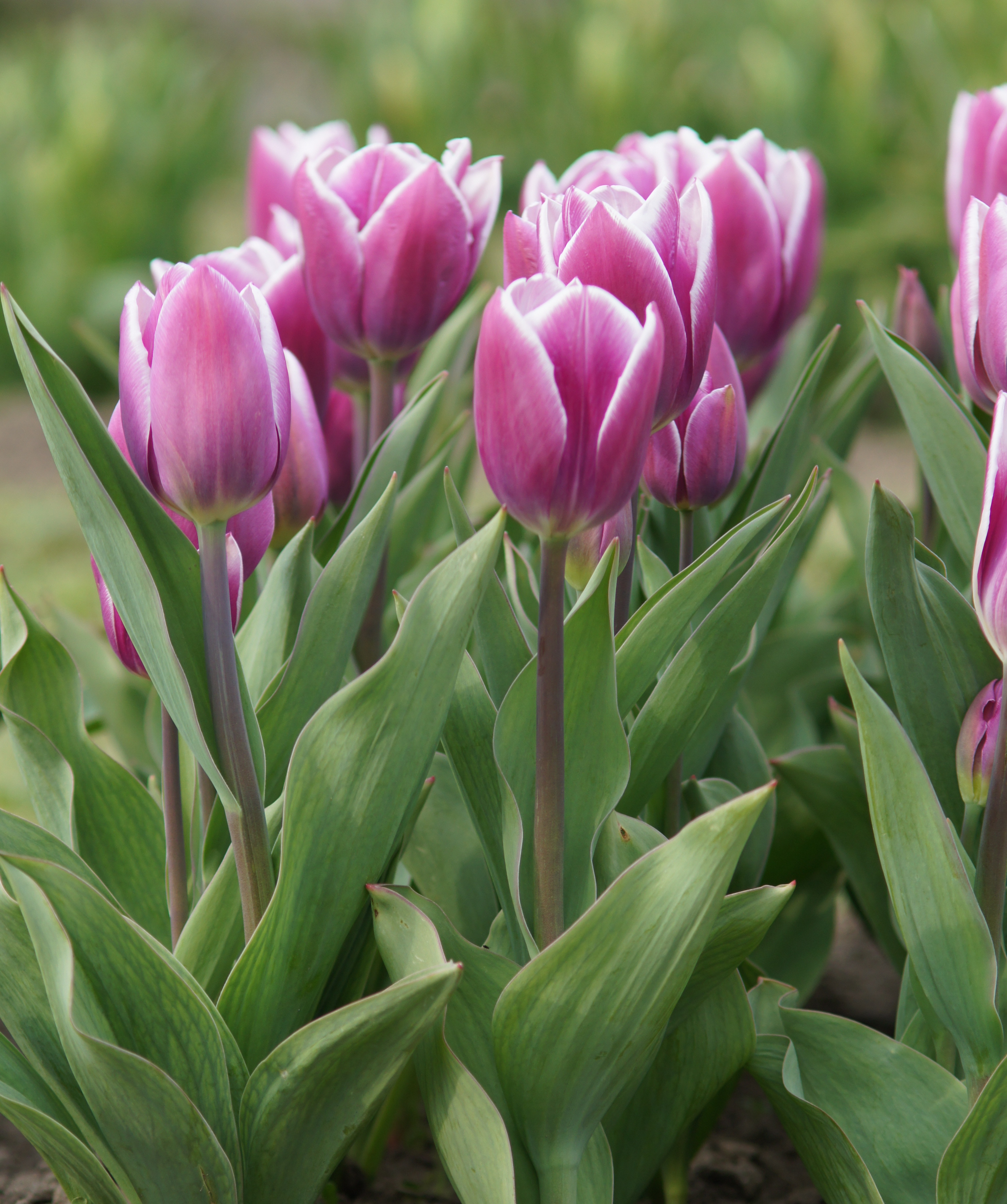 Nahaufnahme violett-rosa Tulpen mit weißen Blütenrändern in einem Beet, umgeben von grünen Blättern und leicht unscharfem Frühlingshintergrund