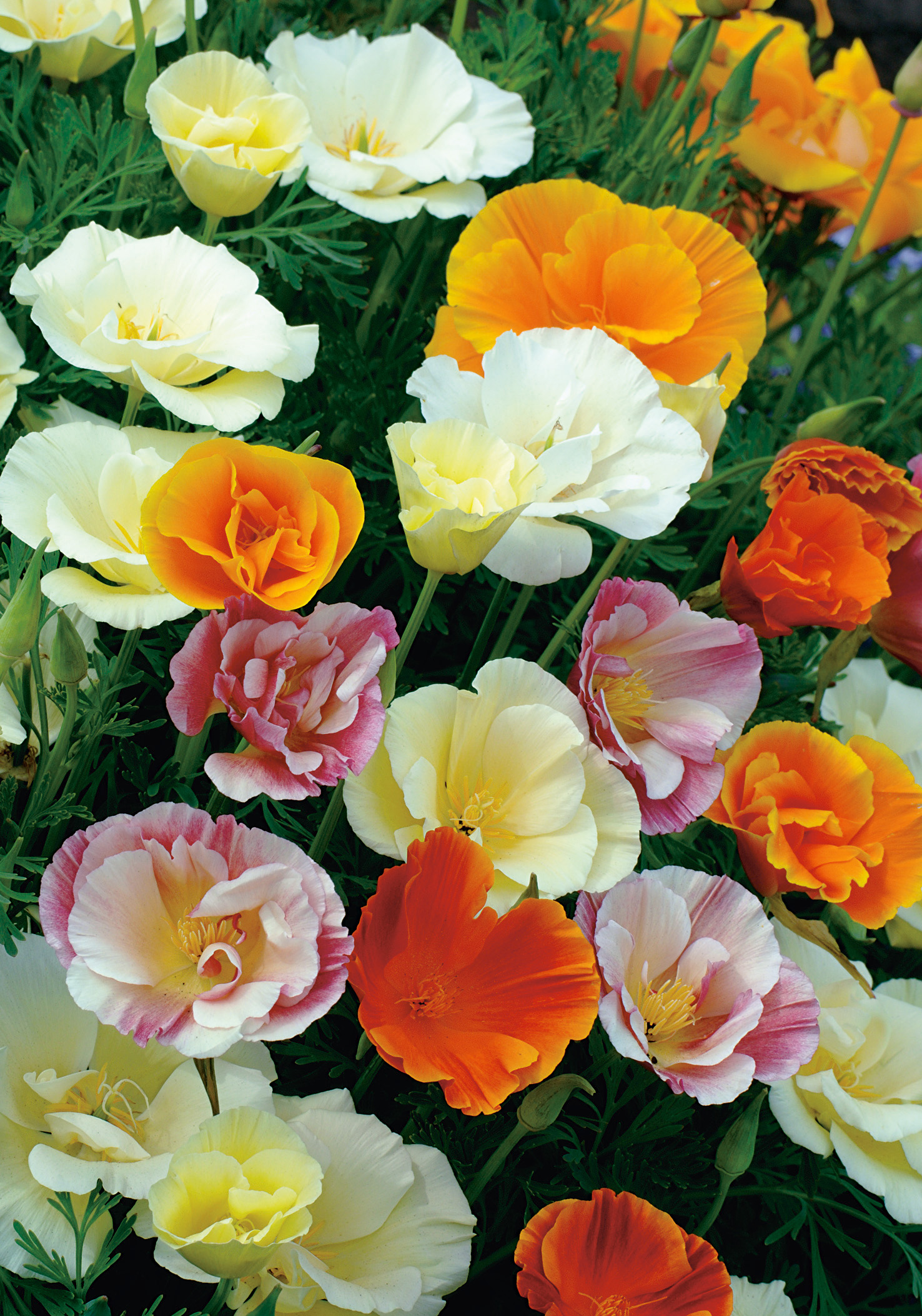 Nahaufnahme mehrerer Kalifornischer Mohnblüten (Eschscholzia) in Orange, Weiß und Rosa vor grünem Laub