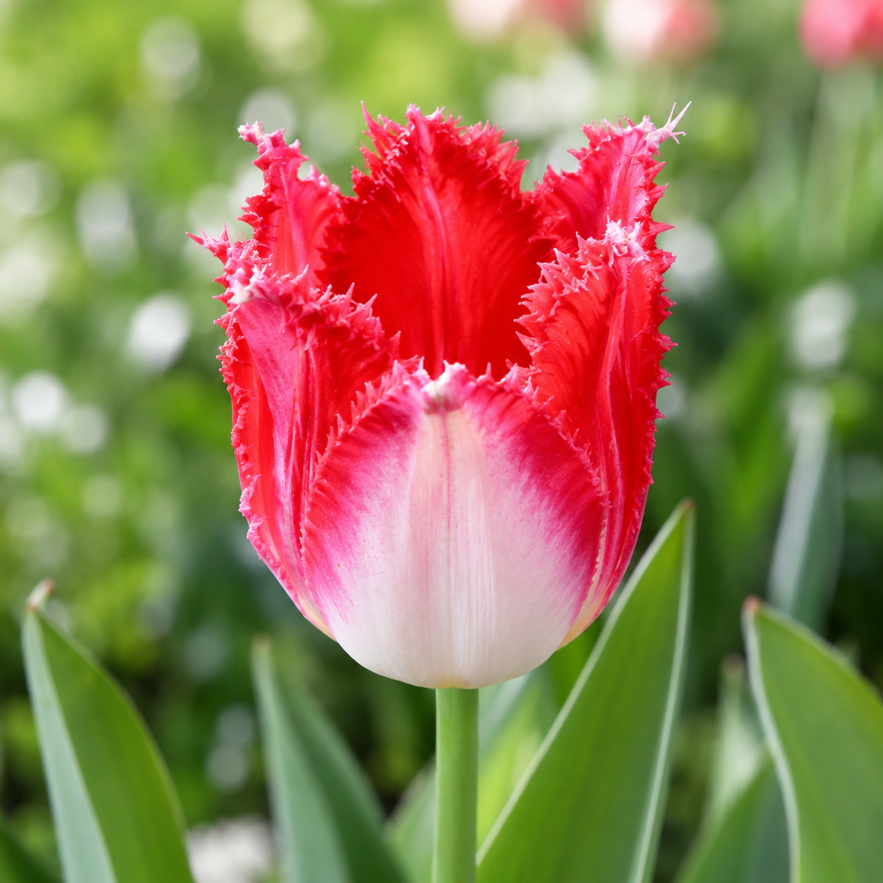 Crispa-Tulpen Sweets Paradise