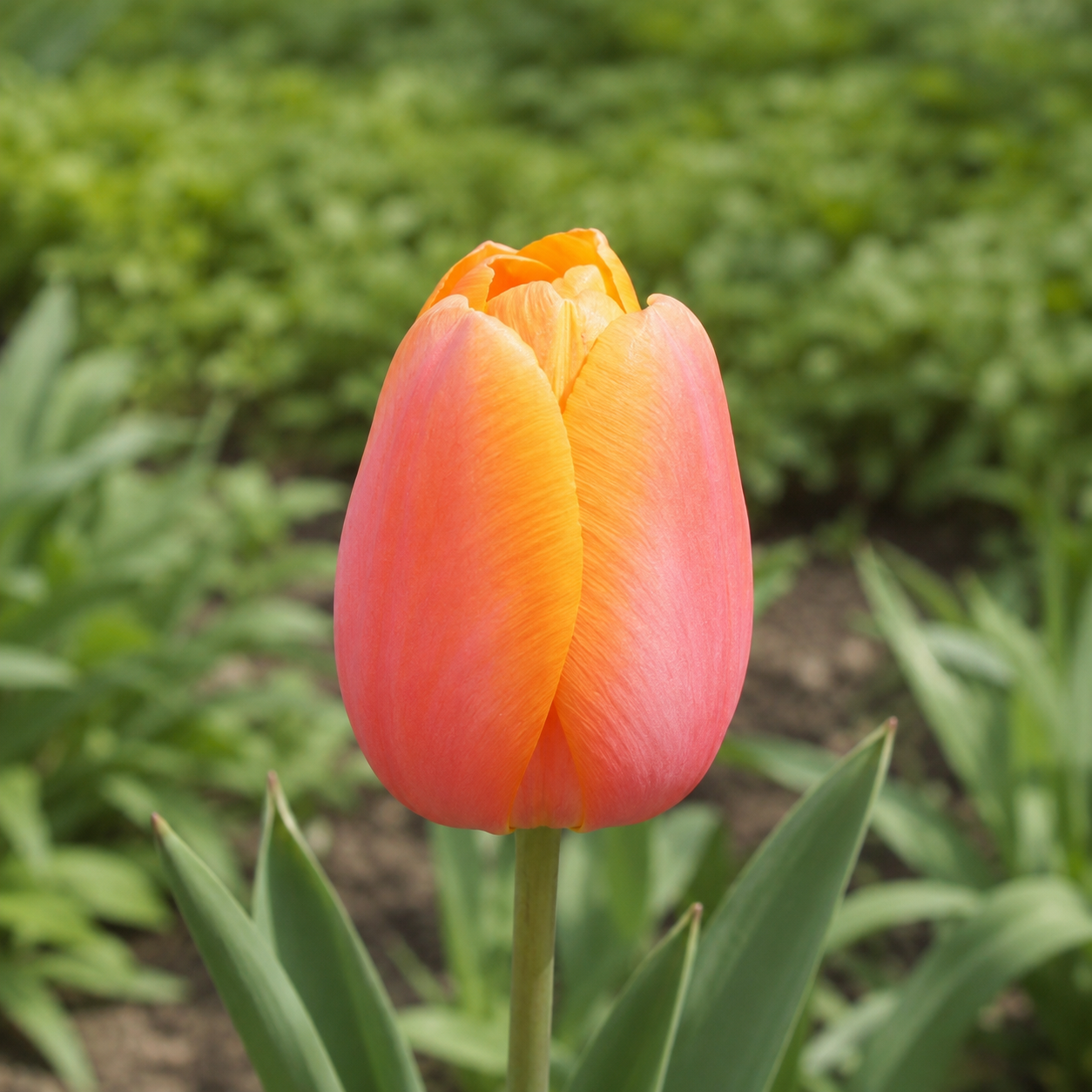 Einfache späte Tulpen Dordogne