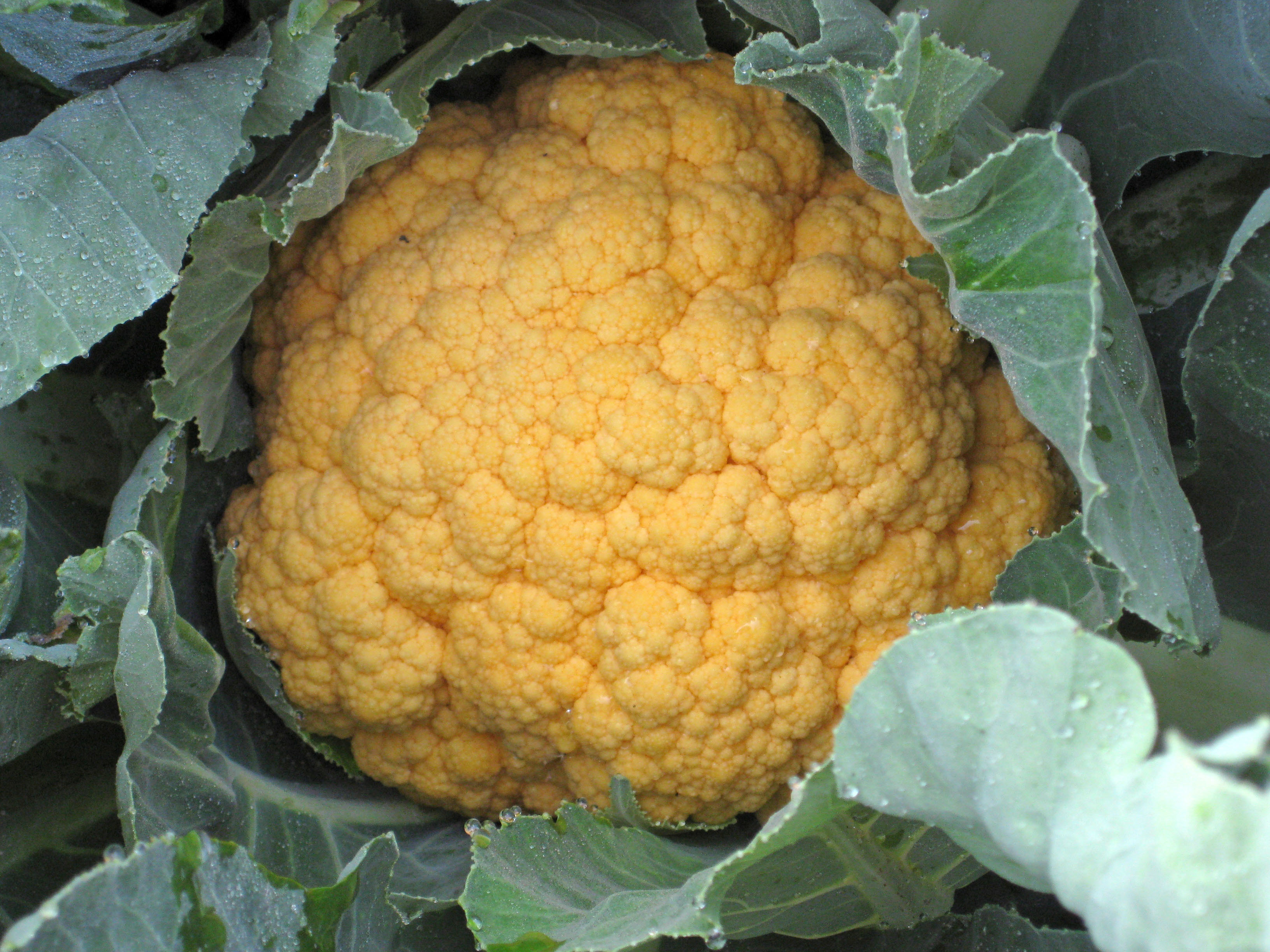 Nahaufnahme eines frischen gelben Blumenkohls (Orangenblumenkohl) in der Pflanze, umgeben von grünen Blättern mit Wassertropfen