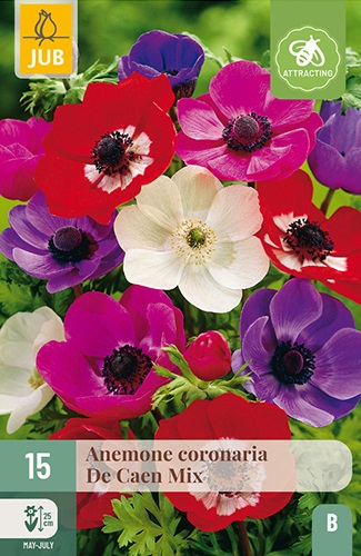 Anemonen coronaria De Caen, einfache Mischung