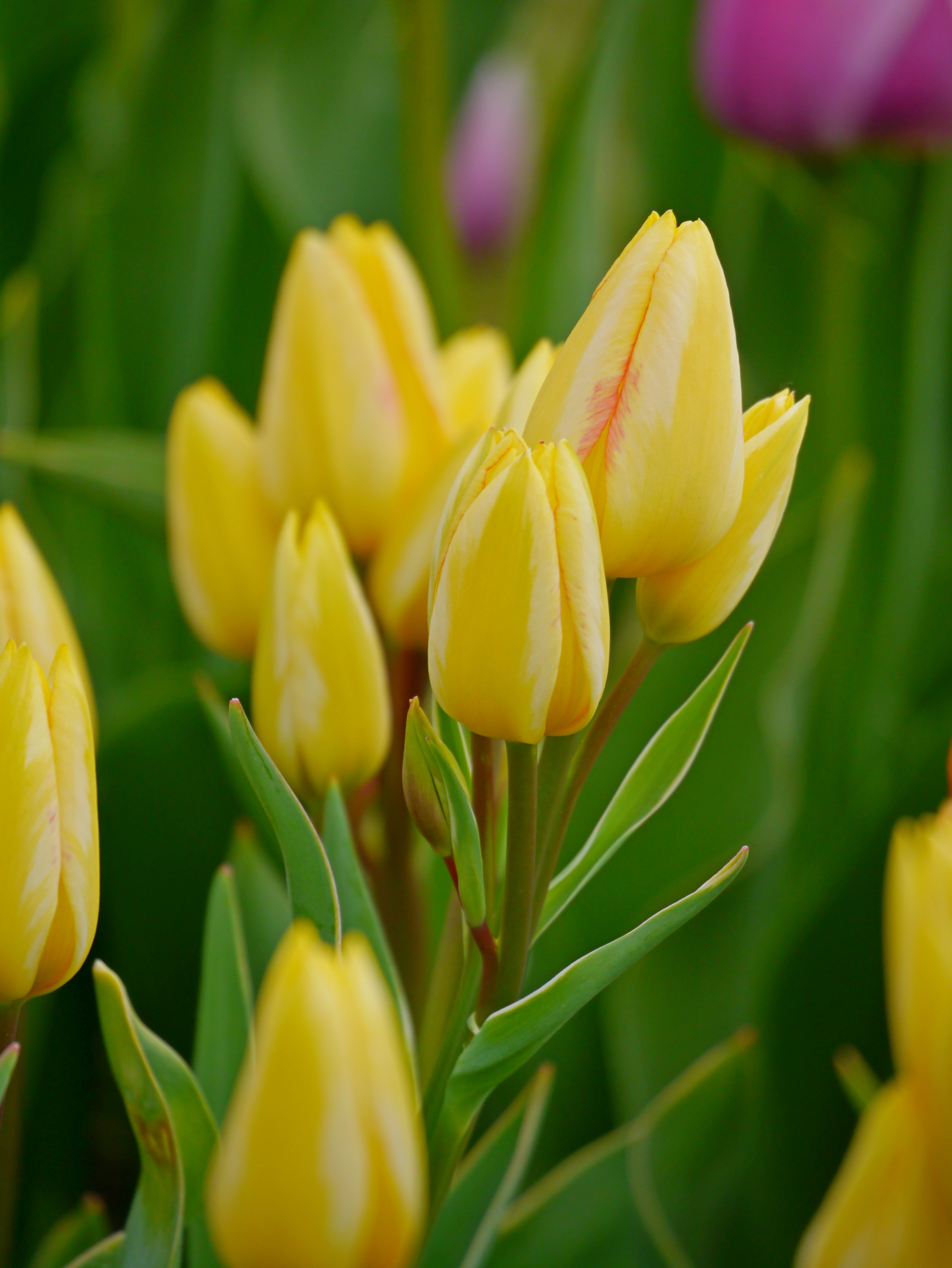 Nahaufnahme mehrerer gelber Tulpenknospen mit grünen Blättern und feiner rosa Aderung an einigen Blüten