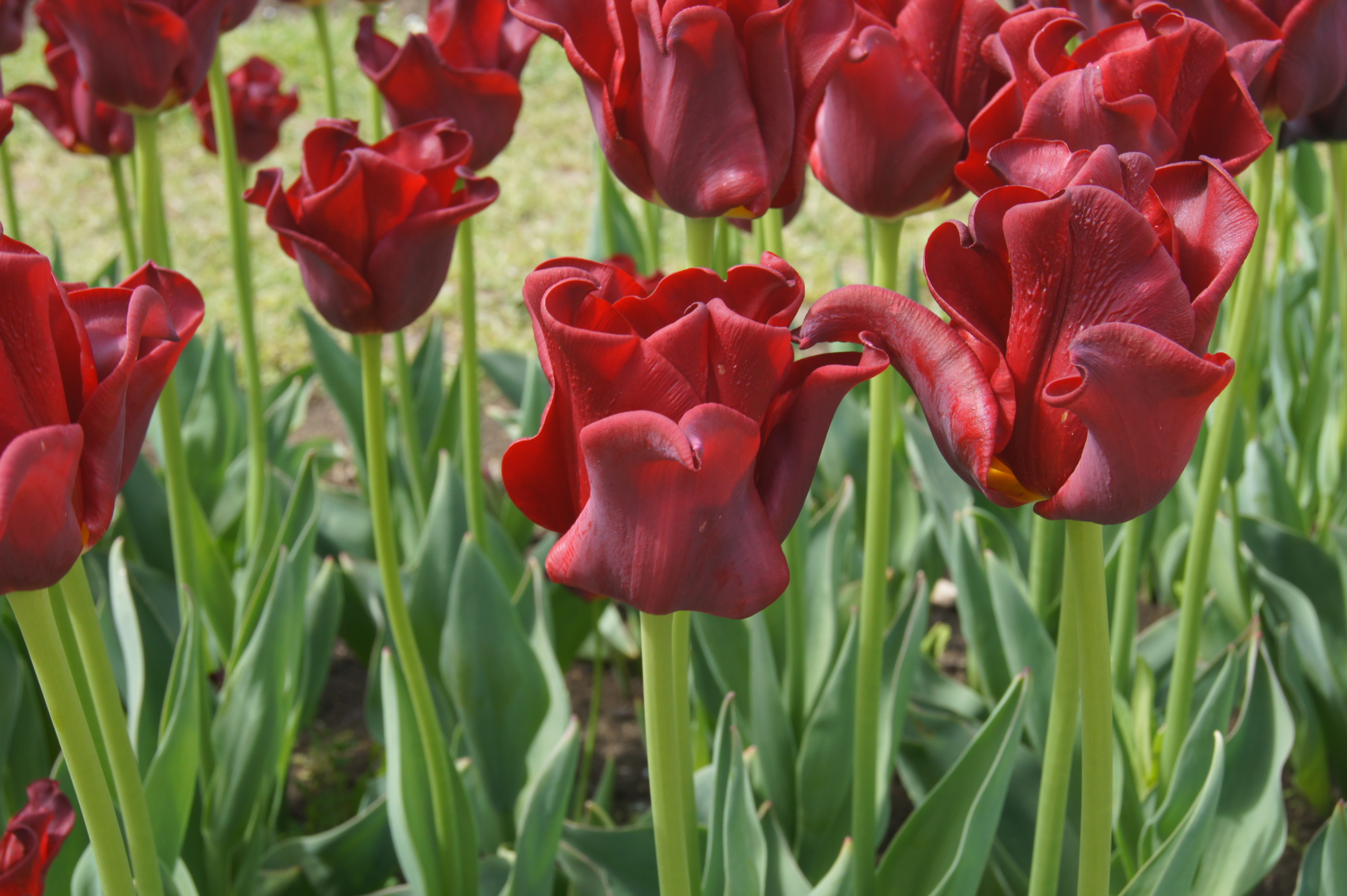 52368_Einf. späte Tulpen Red Dress Nahaufnahme von dunkelroten Papageientulpen mit gewellten Blütenblättern in einem Beet, grünen Stängeln und Blättern im Hintergrund