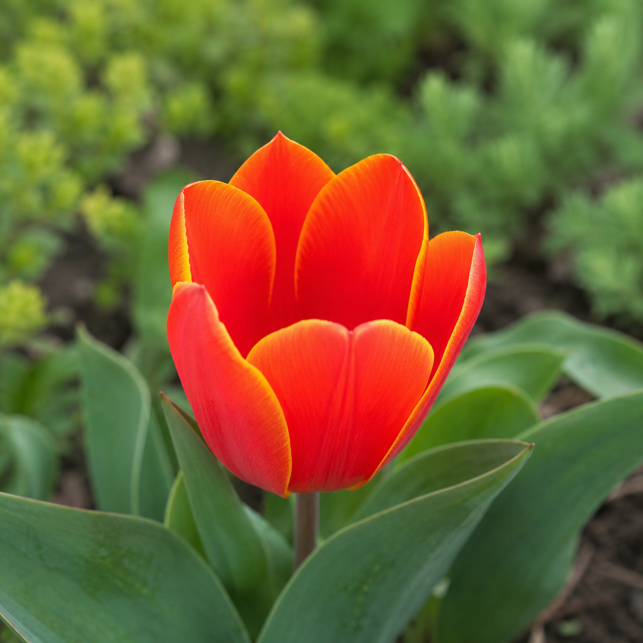 Kaufmanniana-Tulpen Love Song