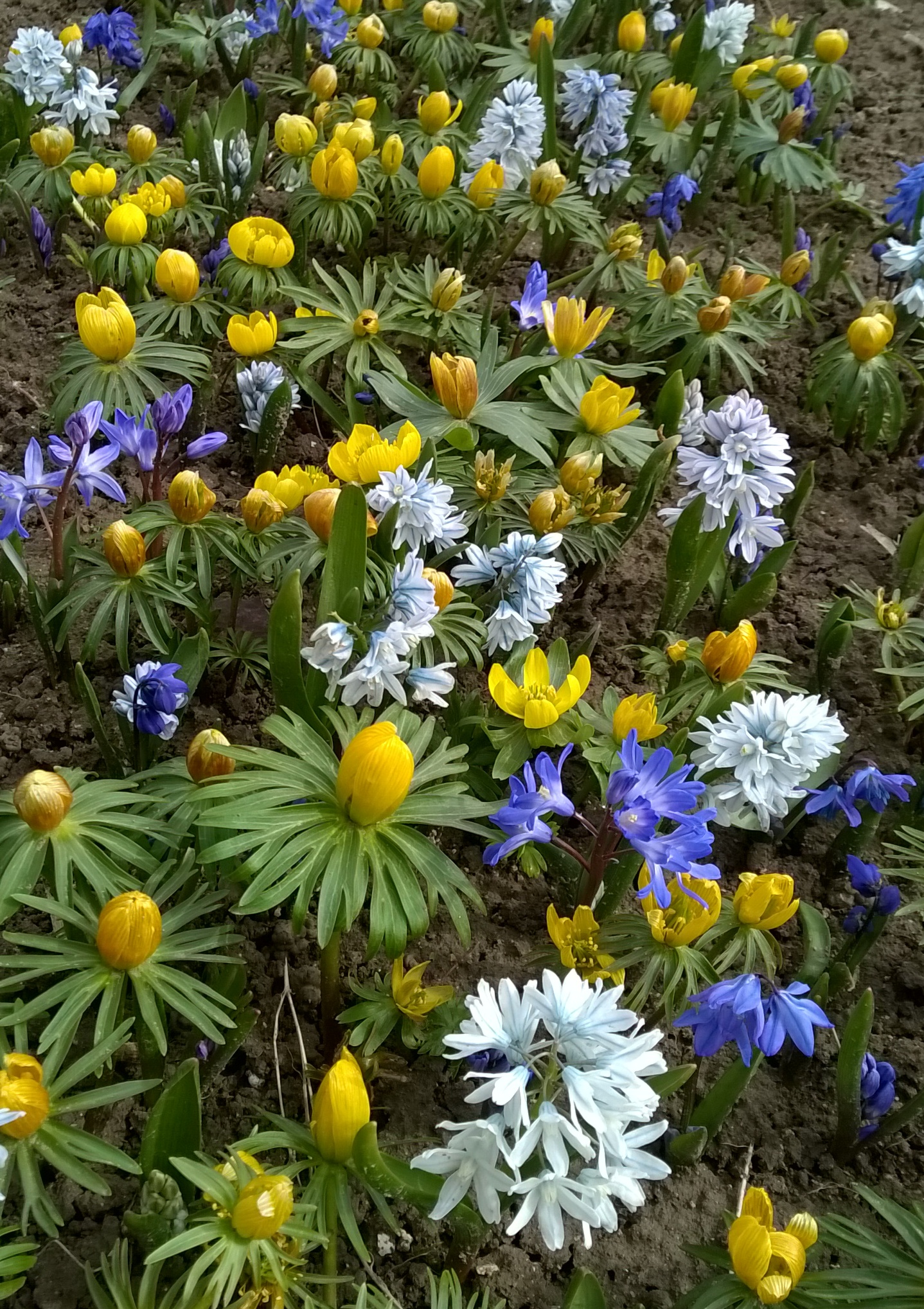 Blumenzwiebel-Mischung Imkermischung mit gelben Winterlingen und blauen Frühlingsblühern als frühe Bienenweide im Beet, ideal zum Verwildern und für die ersten Flugtage ab Februar bis März