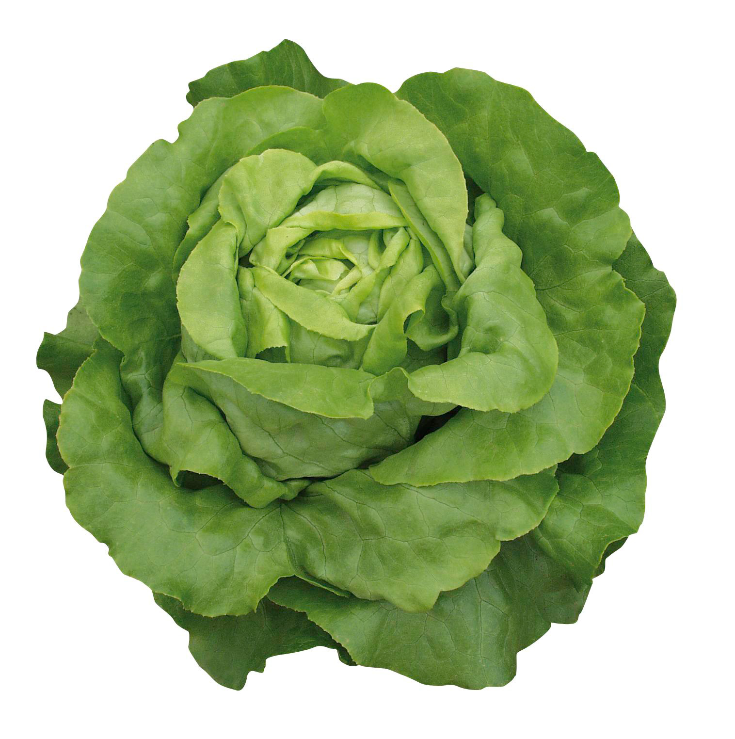 Frischer grüner Kopfsalatkopf (Butterkopfsalat), von oben fotografiert, volle, knackige Blätter auf weißem Hintergrund