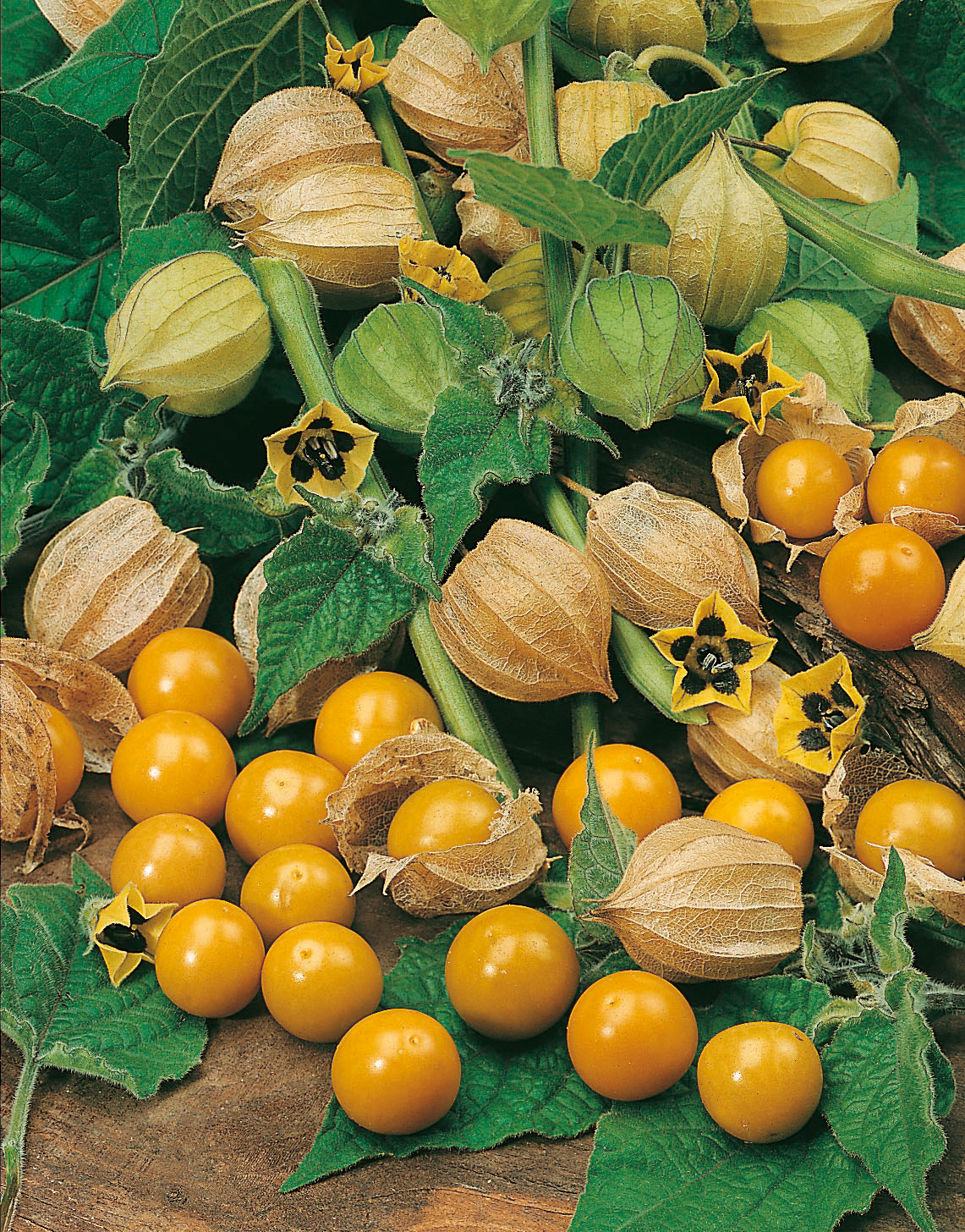 Nahaufnahme von Physalis (Kapstachelbeeren) mit goldgelben Früchten, papierartigen Hüllen und grünen Blättern