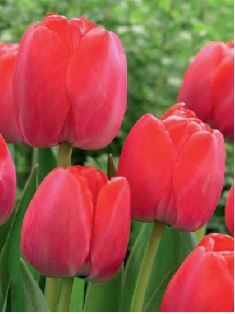 Mehrere leuchtend rote Tulpen (Tulipa) mit geschlossenen bis halb geöffneten Blüten, grüne Blätter im Vordergrund und unscharfer grüner Gartenhintergrund