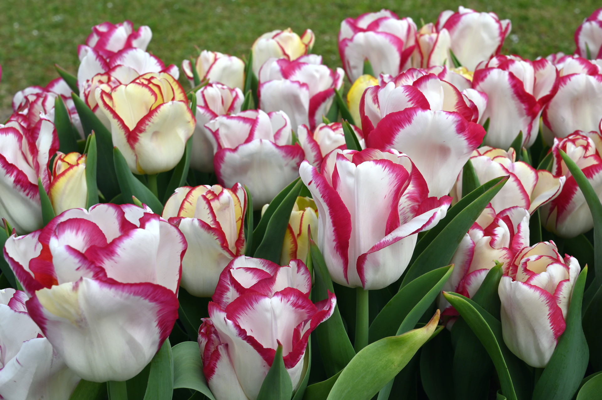 Triumph-Tulpen Aquarel im Beet: elegante Blüten in Weiß bis Creme mit markant rotem Rand und kräftigen Stielen, ideal für Frühlingsbeete, Rabatten und Kübel.