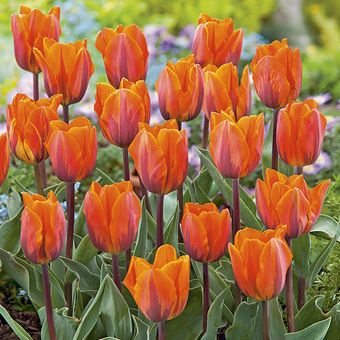 52210_Triumph-Tulpen Princess Irene FM Mehrere orange-rote Tulpen in voller Blüte in einem Gartenbeet, mit grünen Blättern im Vordergrund und unscharfem, buntem Hintergrund.