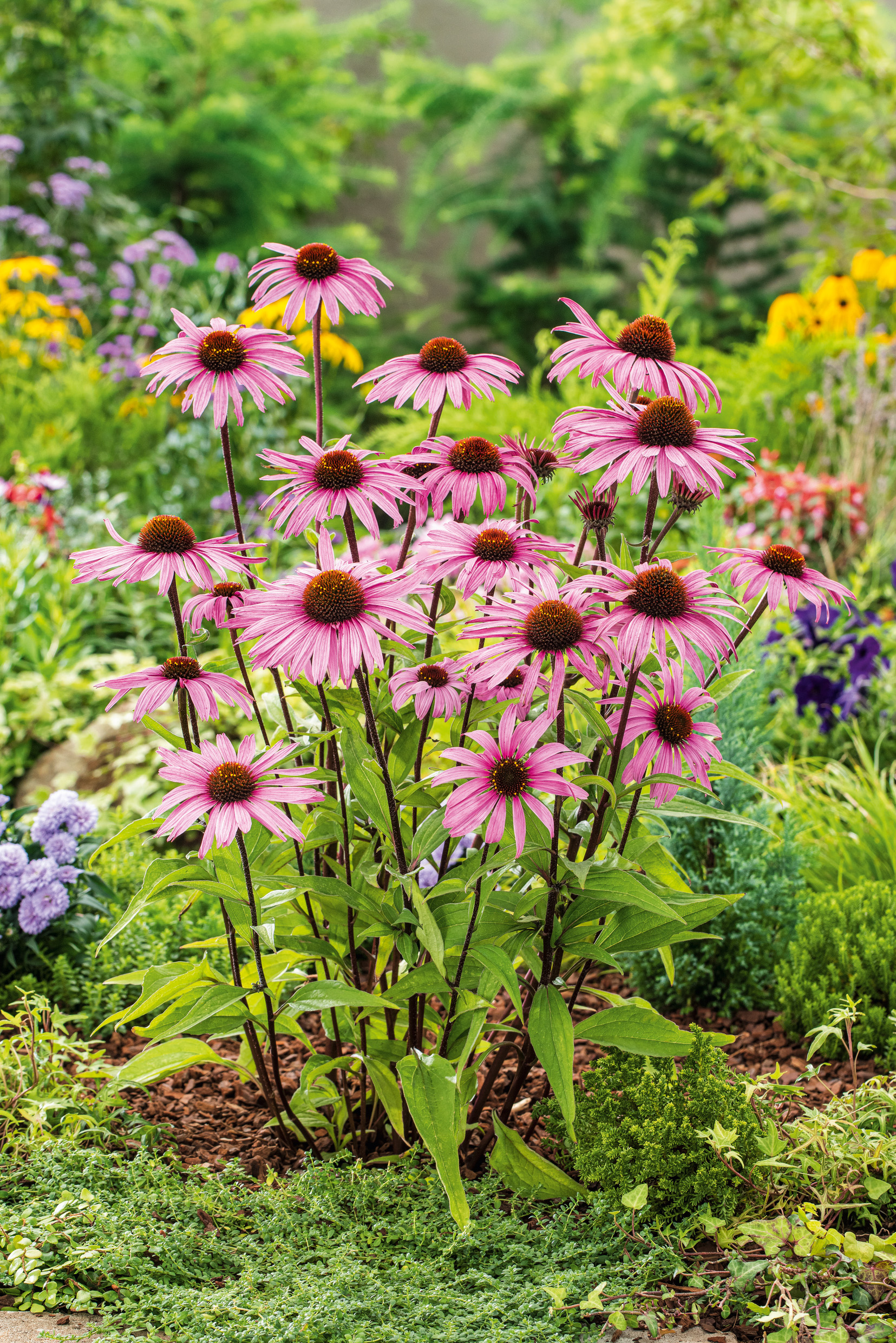Mehrere rosa Echinacea (Sonnenhut)-Blüten mit brauner Mitte in einem üppigen Gartenbeet, umgeben von verschiedenen Blumen, grünem Laub und Bodendeckern