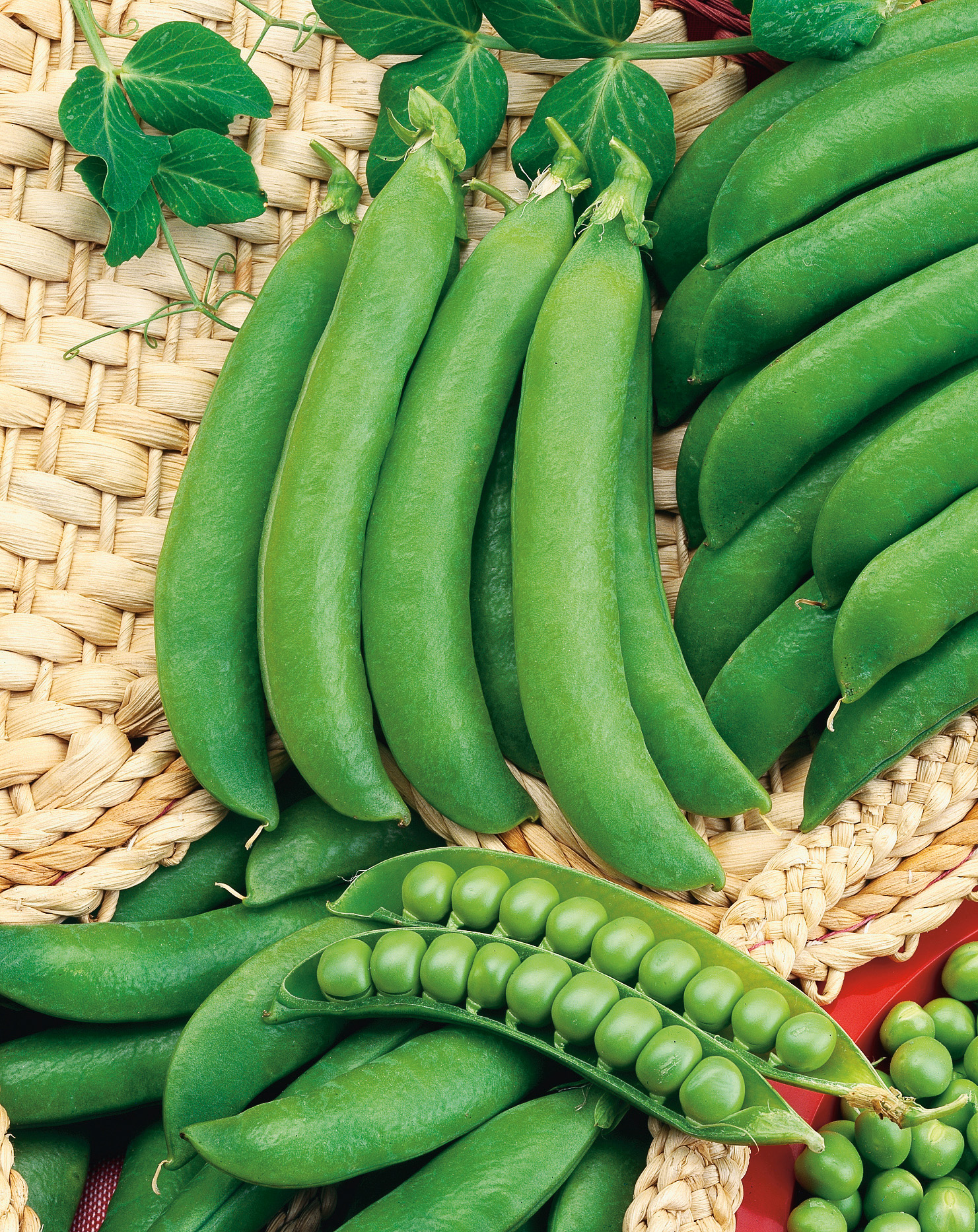 Frische dunkelgrüne Markerbsen Progress No. 9 von Samen-Fetzer mit langen Hülsen und großen, süßen Körnern – leicht zu pflückende Profi-Sorte für den Gemüseanbau.