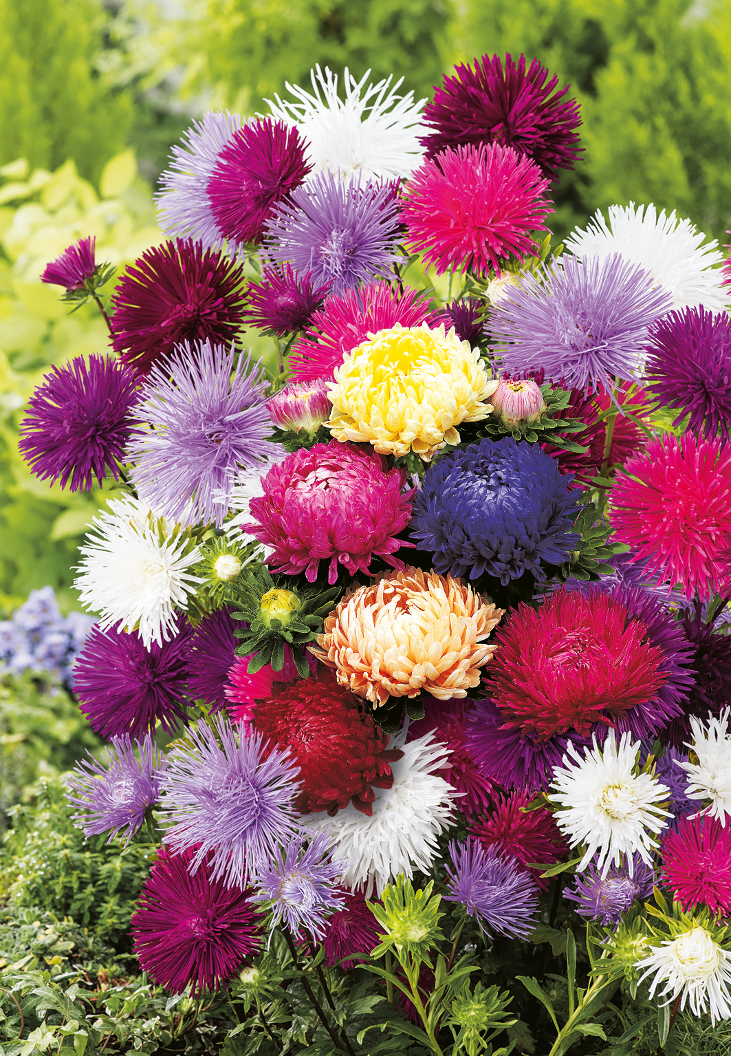 Schnittastern Mischung aus allen Asterarten