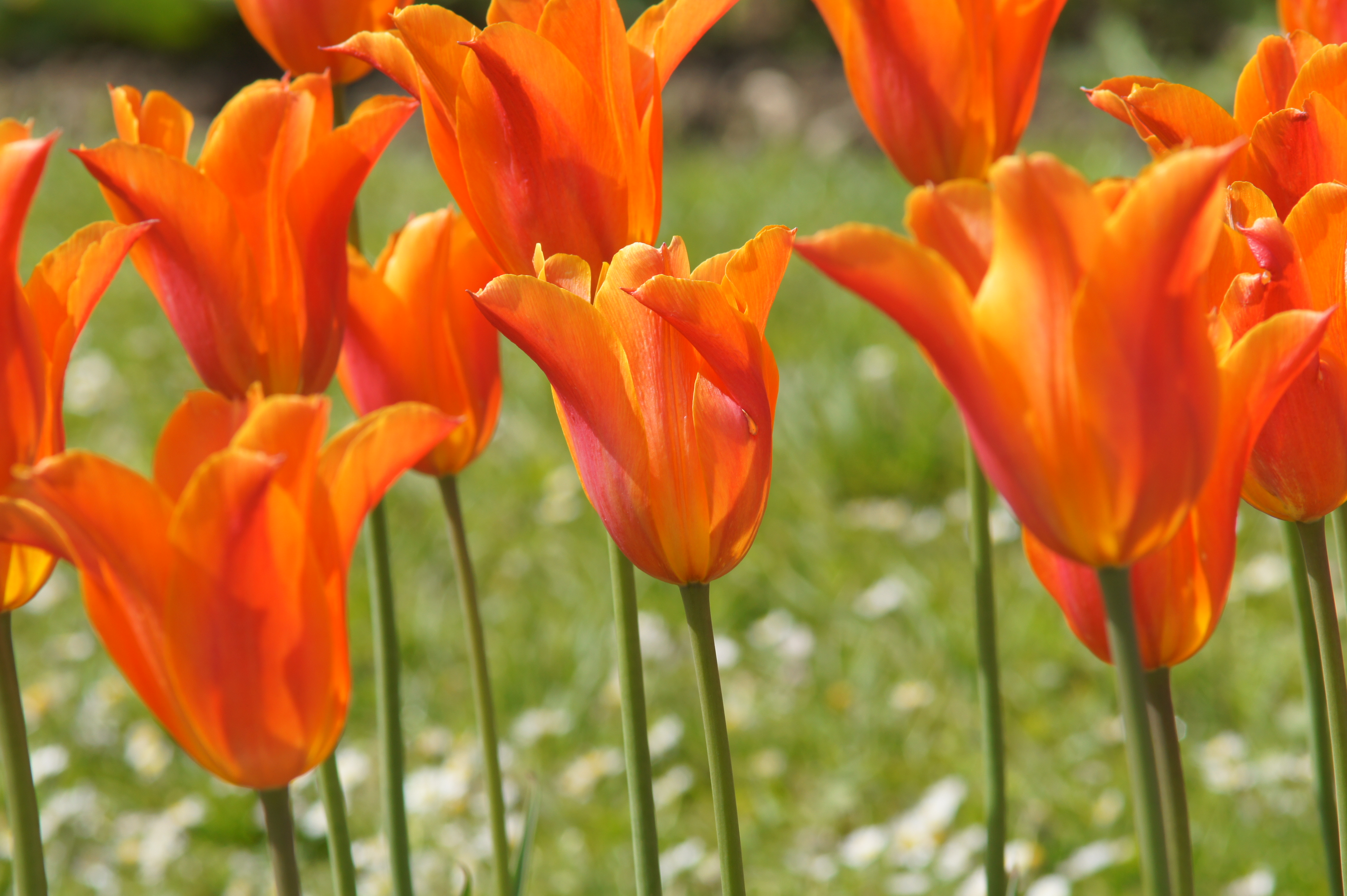 Nahaufnahme von leuchtenden orangefarbenen Tulpen auf einer Wiese mit grünem Gras und kleinen weißen Blumen im Hintergrund.