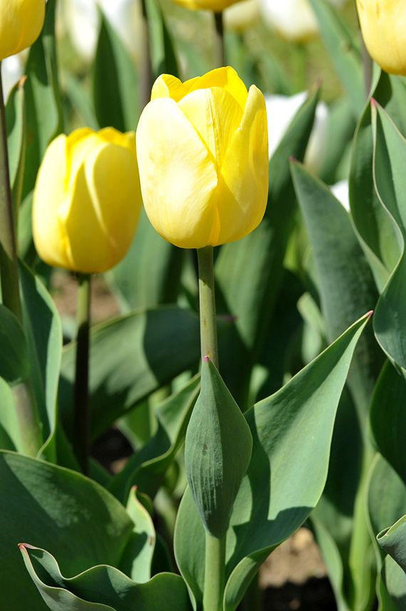 Nahaufnahme einer gelben Tulpe mit grünen Blättern und weiteren Tulpen im Hintergrund im Beet