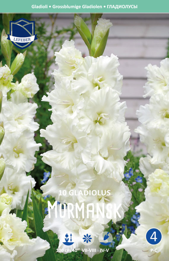 Gladiolus Murmansk 8711829822200 Verpackung mit weißen, großblütigen Gladiolen der Sorte 'Murmansk' (10 Zwiebeln), Markenlogo Lefever und cremeweiße Blütenrispe im Garten