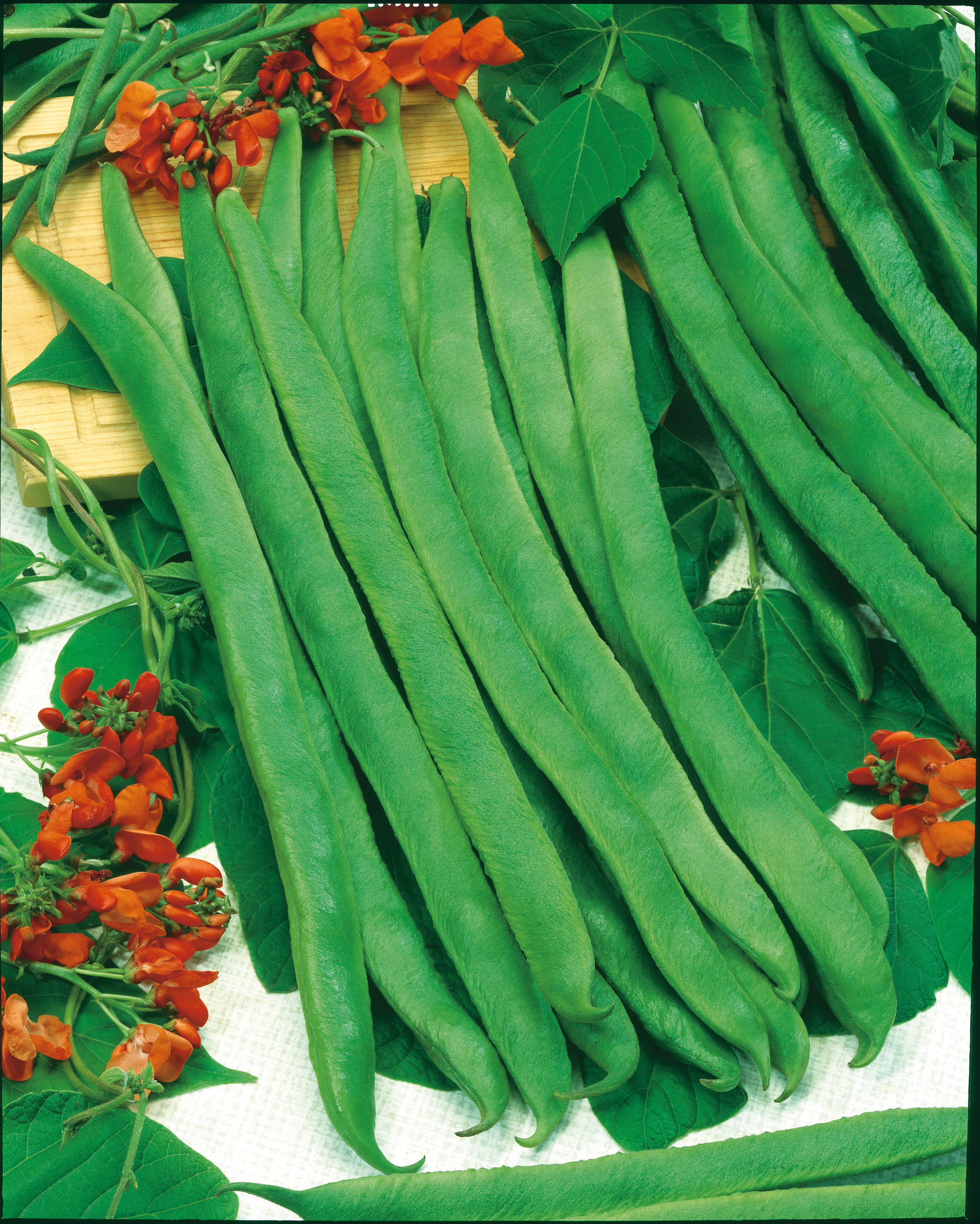 Feuerbohnen Preisgewinner