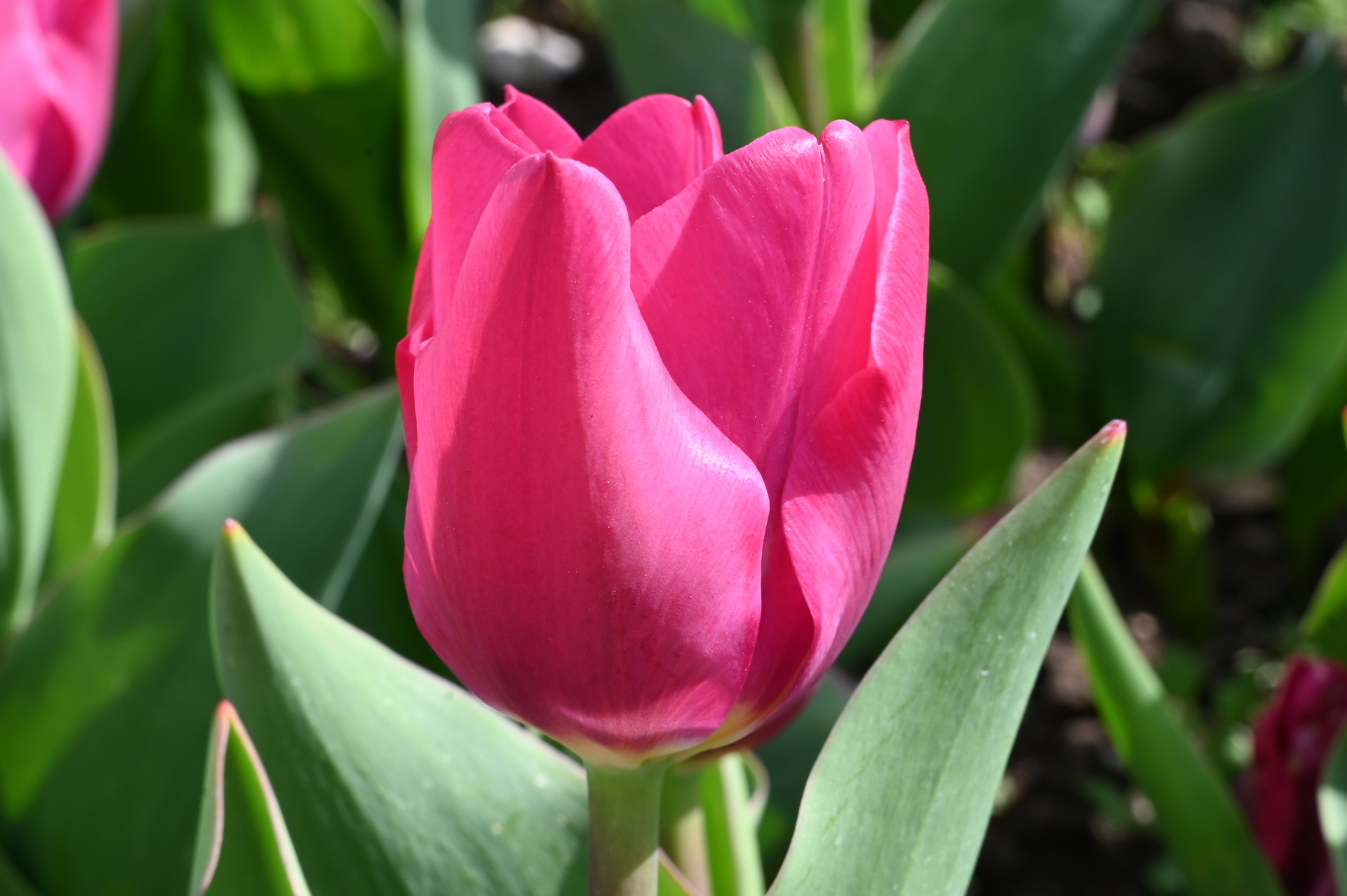 Nahaufnahme der Triumph-Tulpe Pink Ardour mit leuchtend rosaroter, elegant geformter Blüte im Frühlingsbeet; standfeste, pflegeleichte Tulpensorte für Beete, Rabatten und Töpfe.