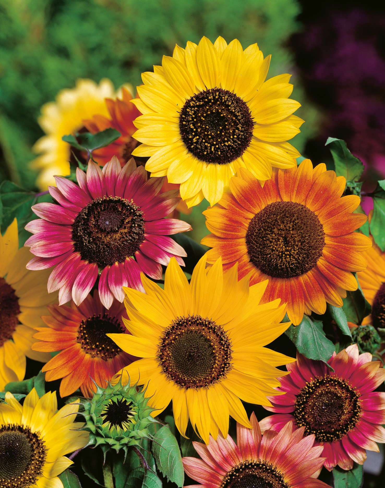 Nahaufnahme mehrerer bunter Sonnenblumen in Gelb, Orange und Rosa mit dunkelbraunen Zentren und grünen Blättern