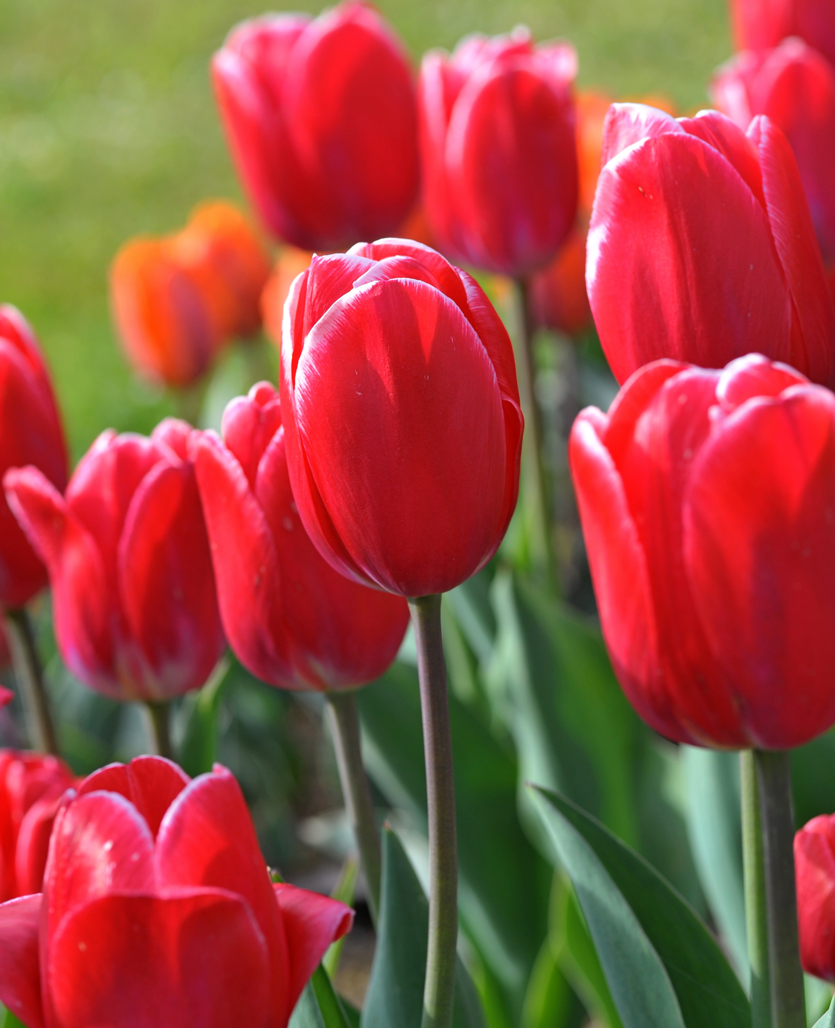 52191_Triumph-Tulpen Kung Fu Nahaufnahme mehrerer roter Tulpen im Beet mit grünen Blättern im Hintergrund