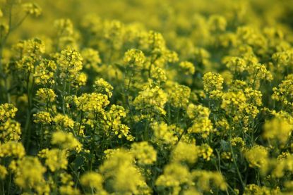 Nahaufnahme eines Rapsfeldes mit zahlreichen gelben Blüten, grünen Stängeln und unscharfem Hintergrund