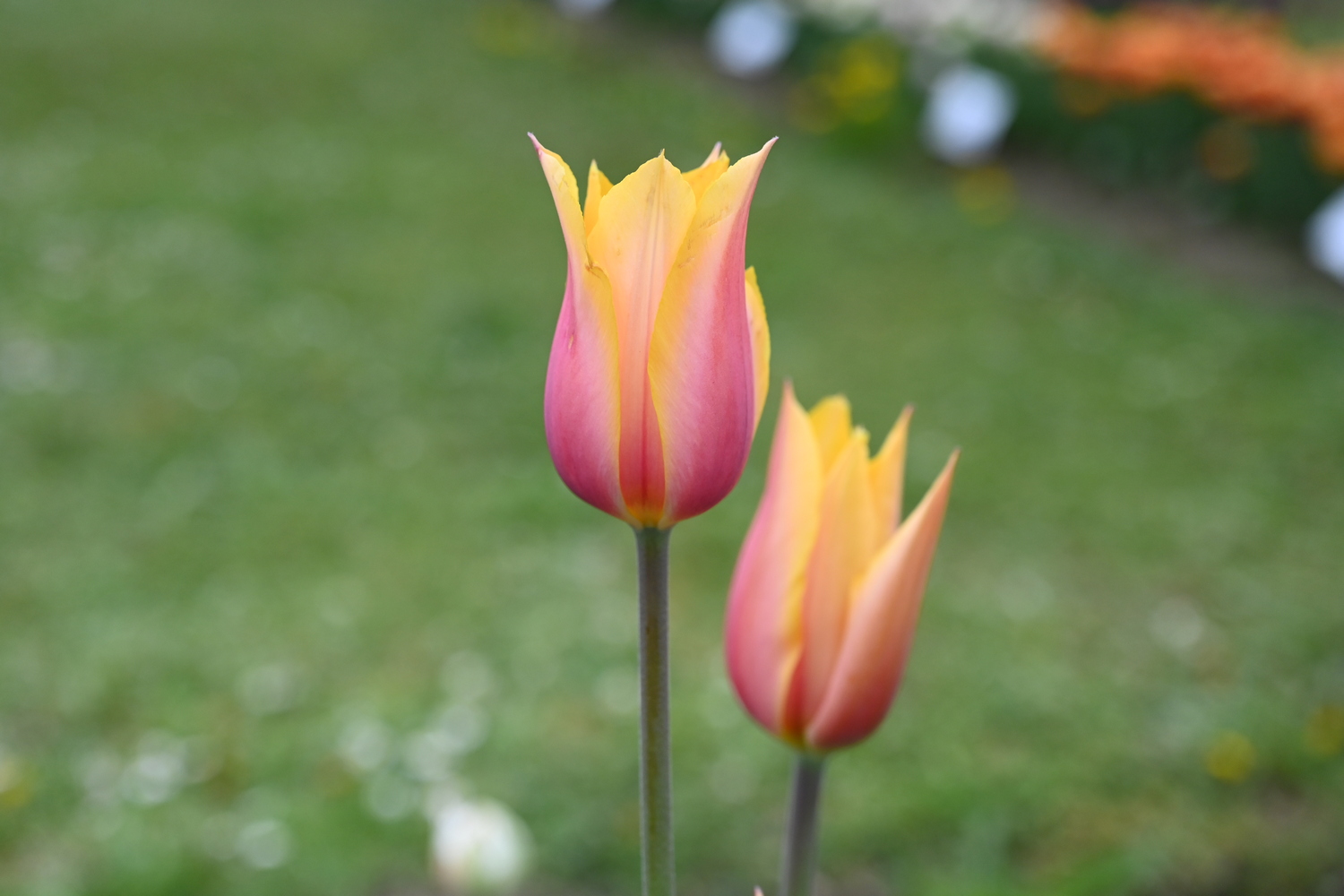 Zwei gelb-rosafarbene Tulpen in Nahaufnahme, unscharfer grüner Gartenhintergrund