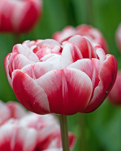 Nahaufnahme einer gefüllten rot-weißen Tulpe mit weichen, gestreiften Blütenblättern vor unscharfem grünem Hintergrund