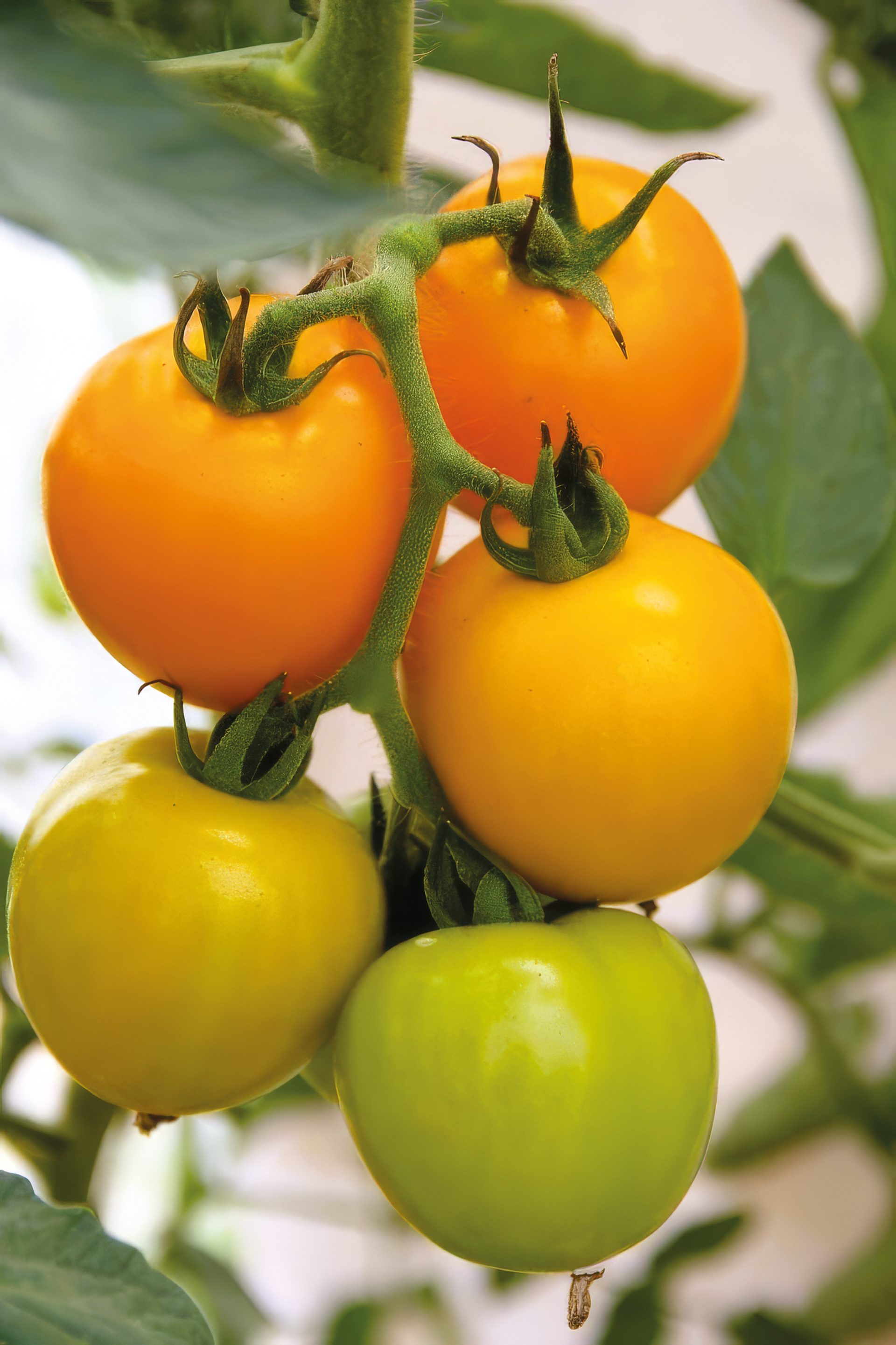 Tomate Duttingold