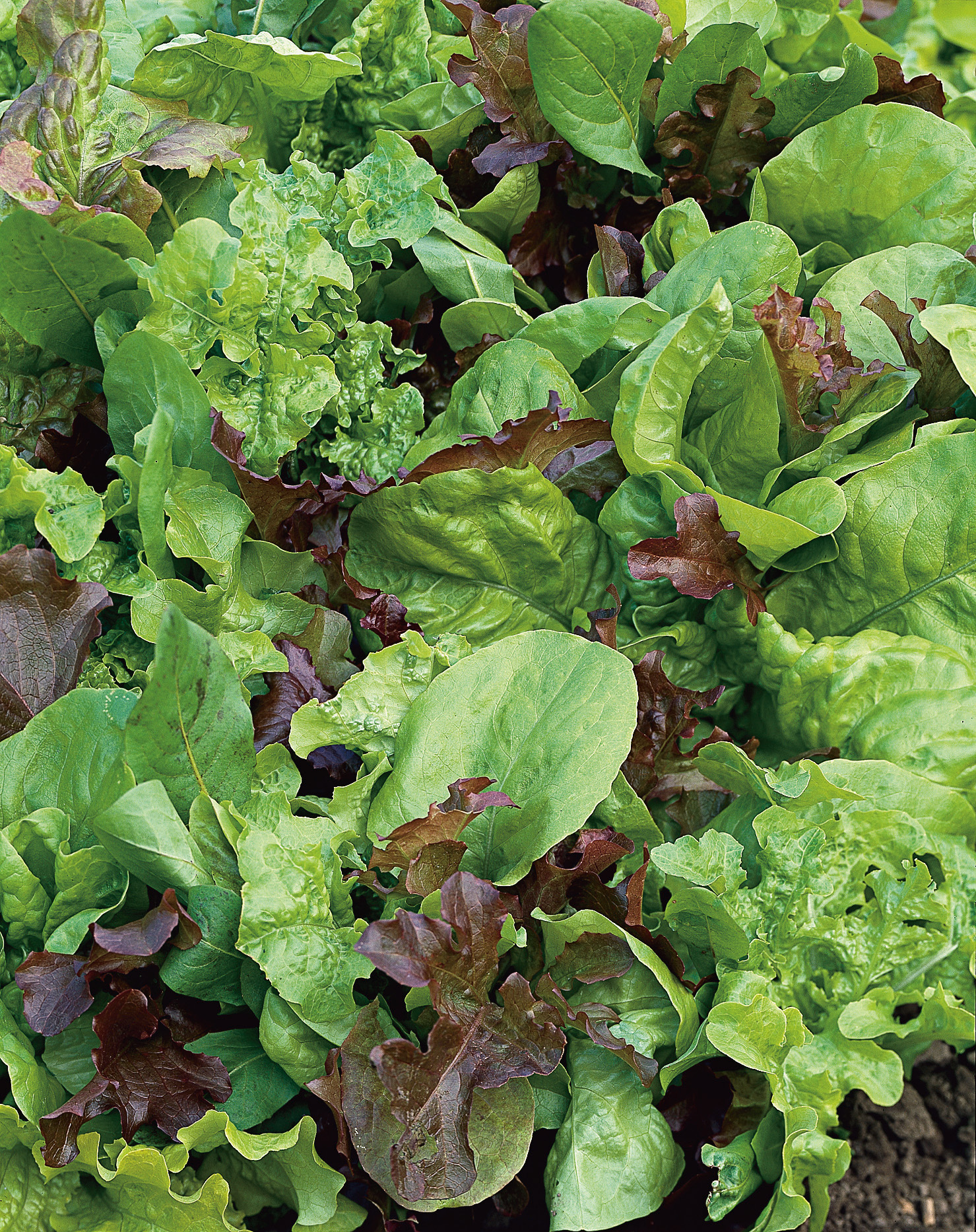 Nahaufnahme frischer Blattsalate: gemischte grüne und rote Salatblätter im Beet, saftig und knackig
