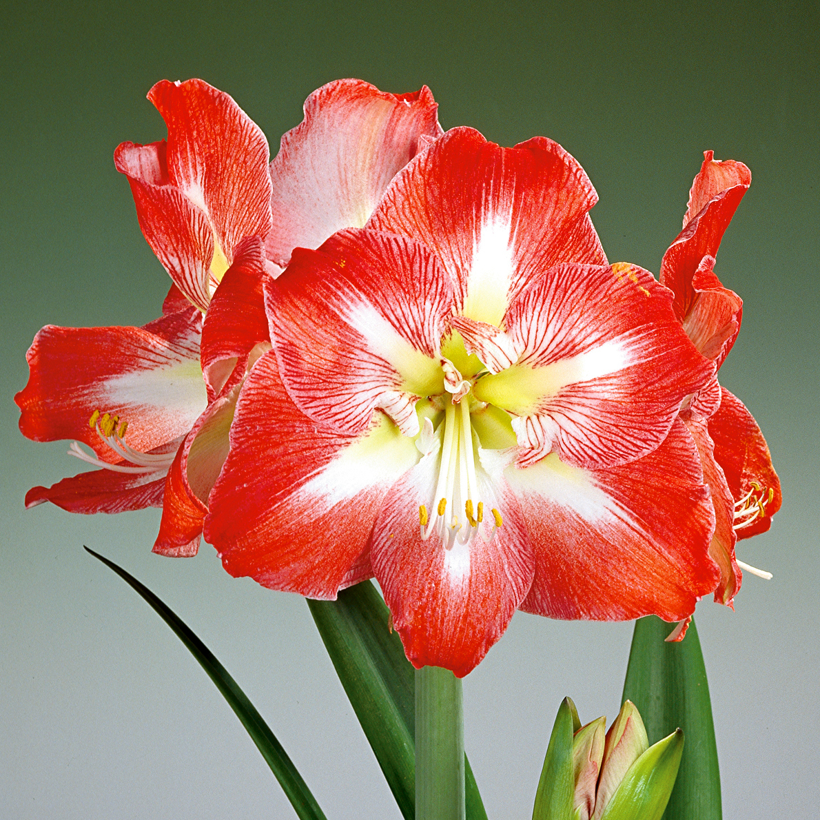 Amaryllis Galaxy, präpariert Minerva