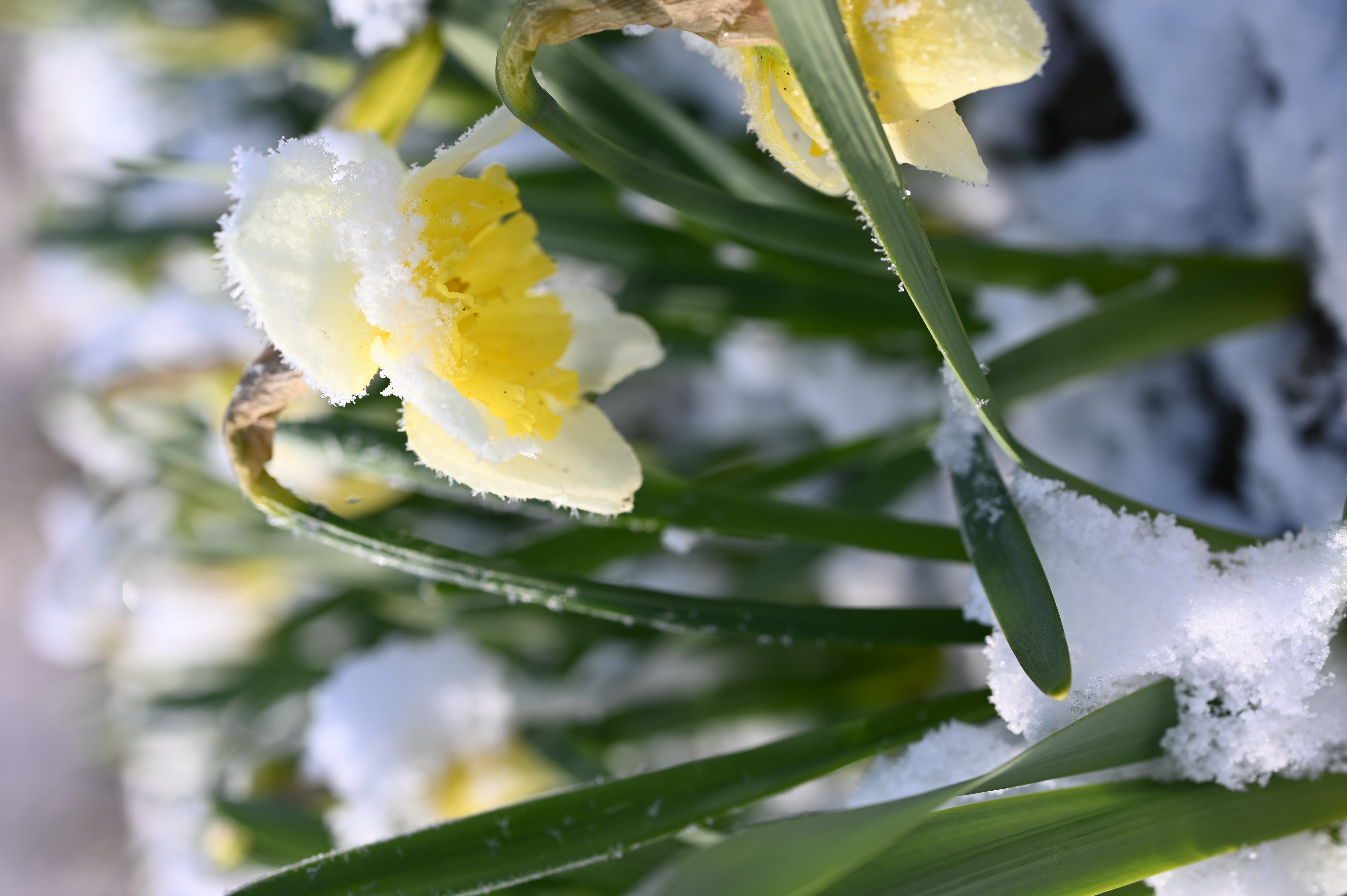 Großkronige Narzissen Ice Follies (T) mit cremeweißen Blütenblättern und gelber Krone, blühend im verschneiten Frühlingsbeet