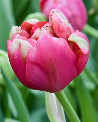 Nahaufnahme einer gefüllten rosa-weißen Tulpe im Garten, deutliche Blütenblätter mit hellgrünem Stiel und unscharfem Blattgrün im Hintergrund