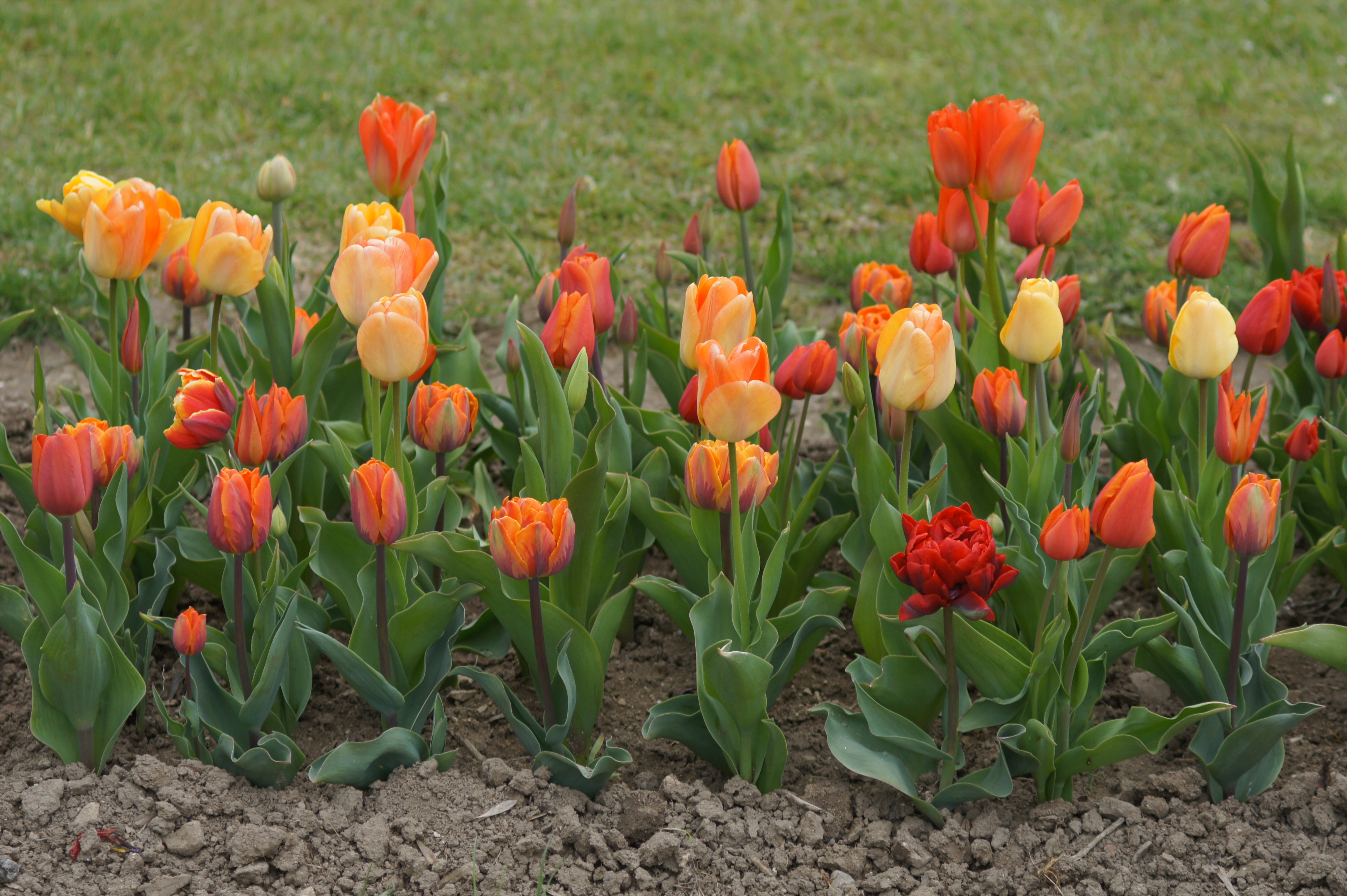 51065_Töne in Orange Mehrere orange-rote und gelbe Tulpen in einem Blumenbeet vor grünem Rasen